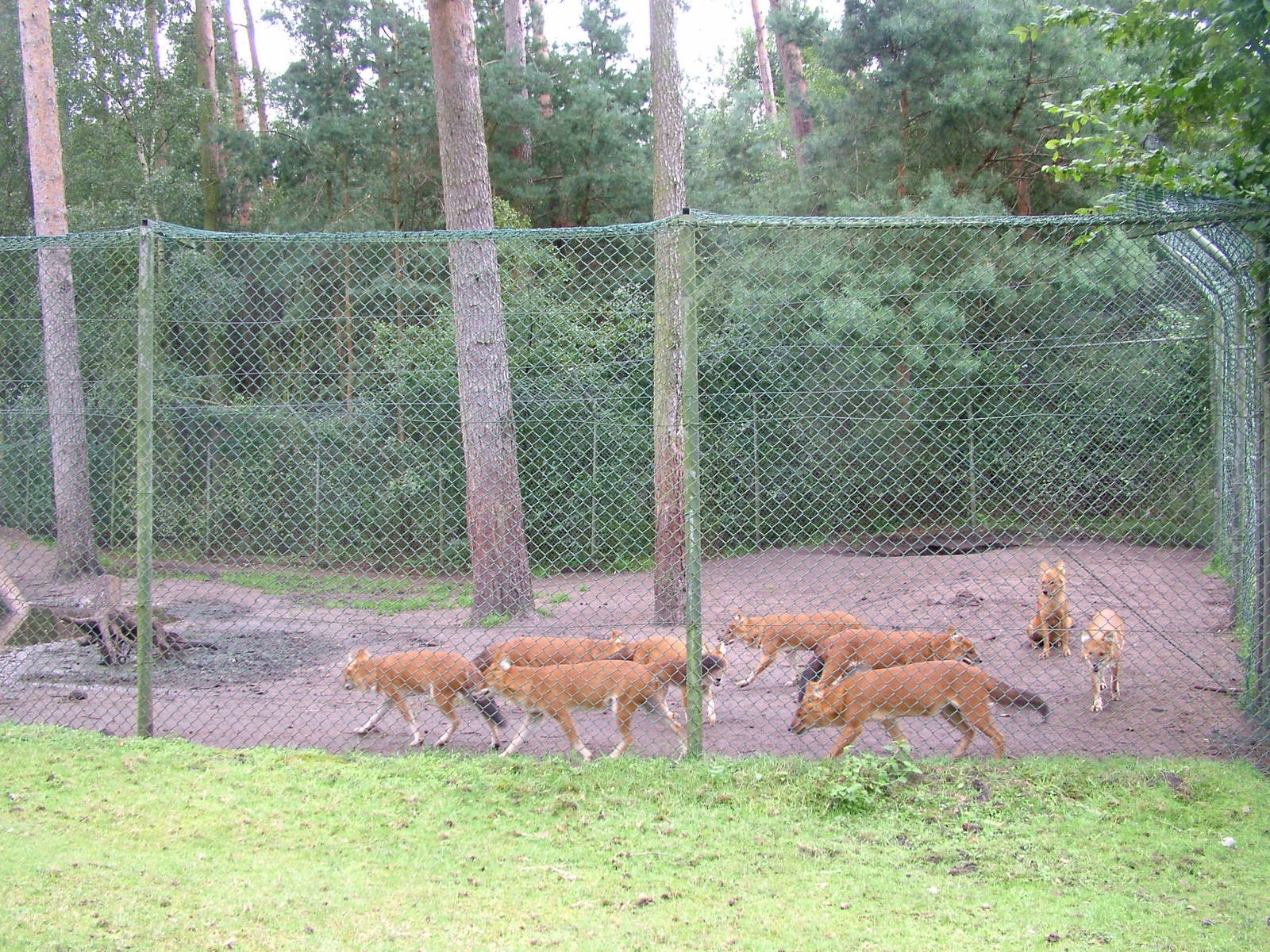 Dhole (Cuon alpinus) at Serengetipark Hodenhagen