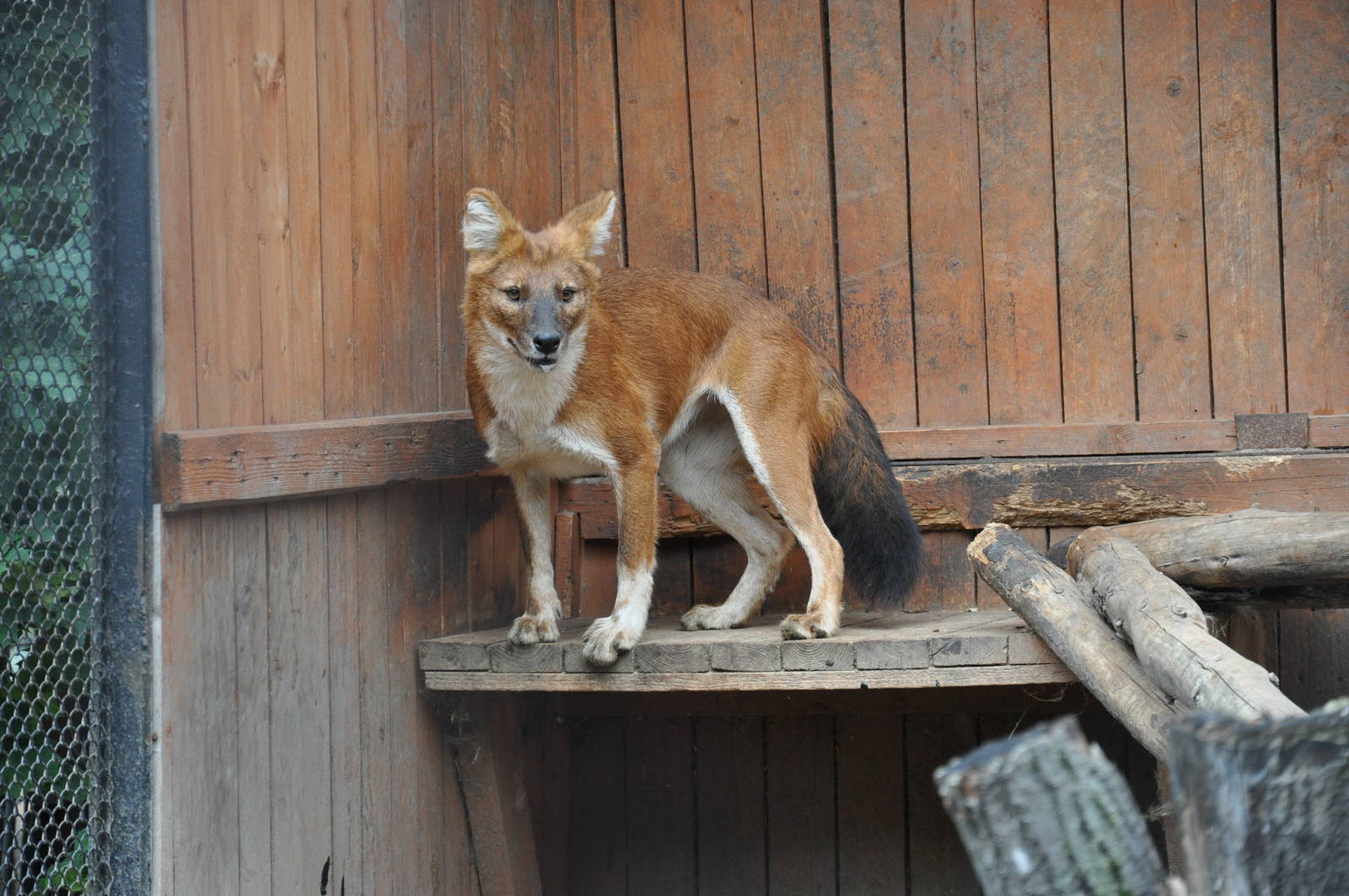 Dhole/ Cuon alpinus lepturus