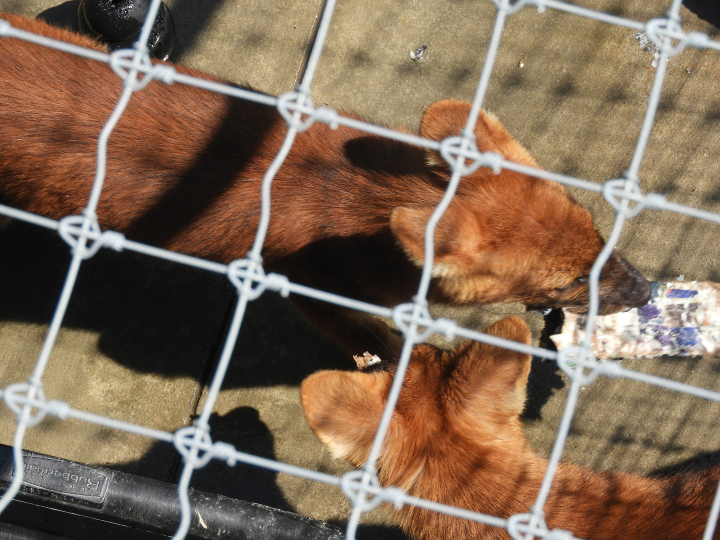 Dhole (Cuon alpinus) pups
