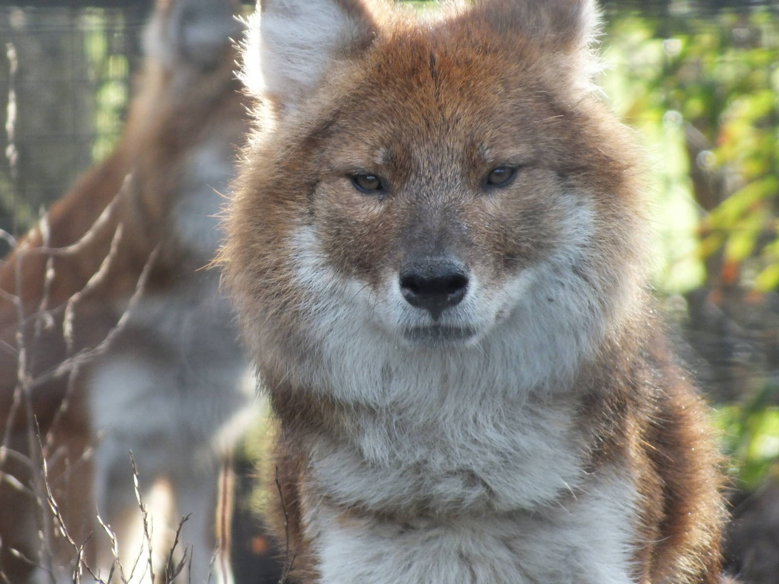 Dhole (Cuon Alpinus) - Twycross Zoo, December 29 2011