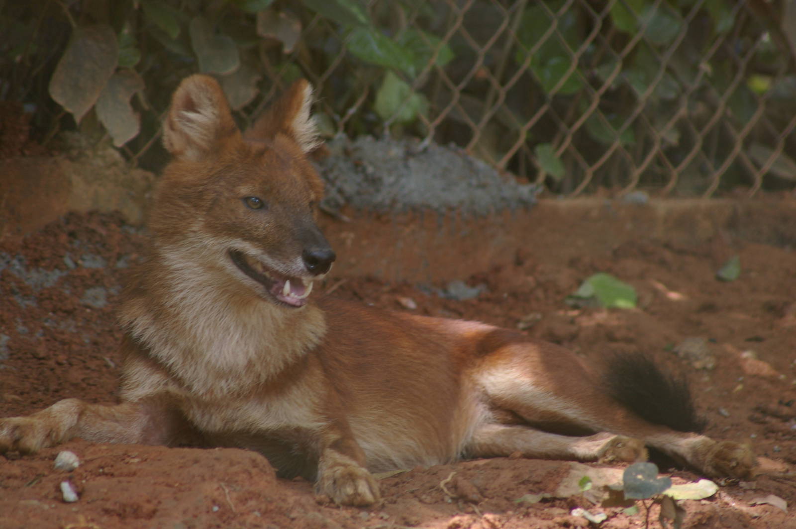 dhole (Cuon alpinus)