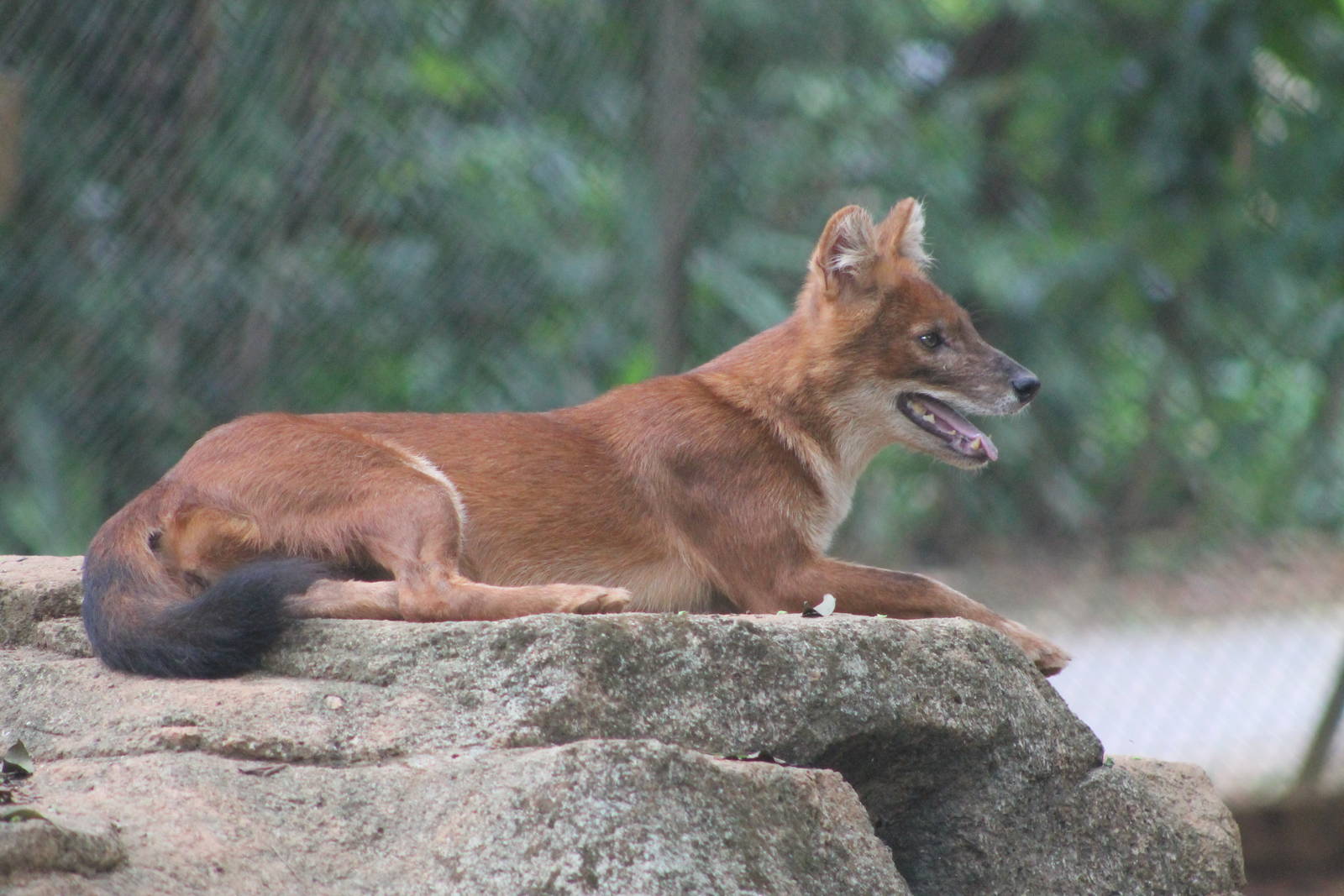 dhole (Cuon alpinus)