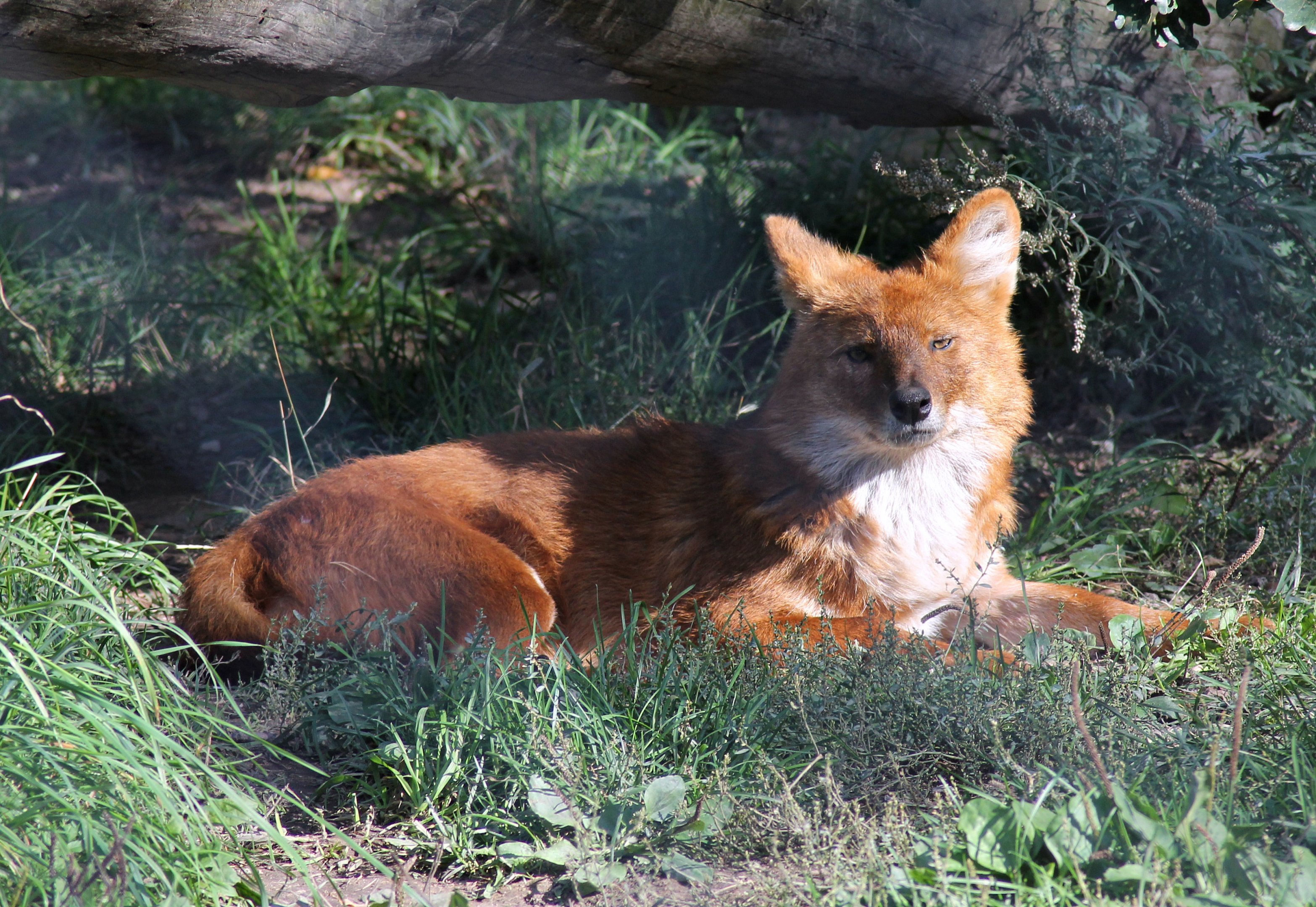 Dhole (Cuon alpinus)
