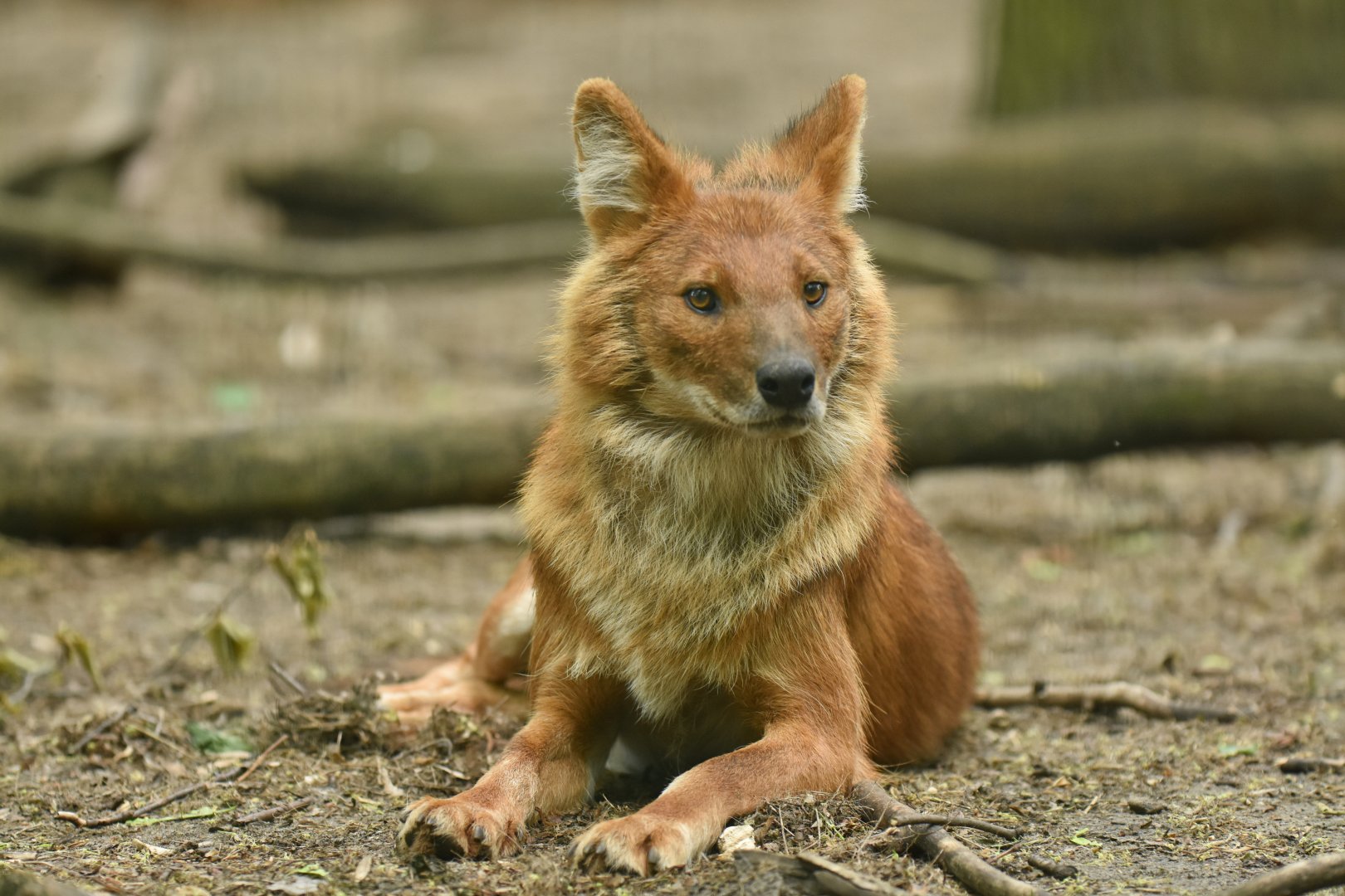 Dhole (Cuon alpinus)