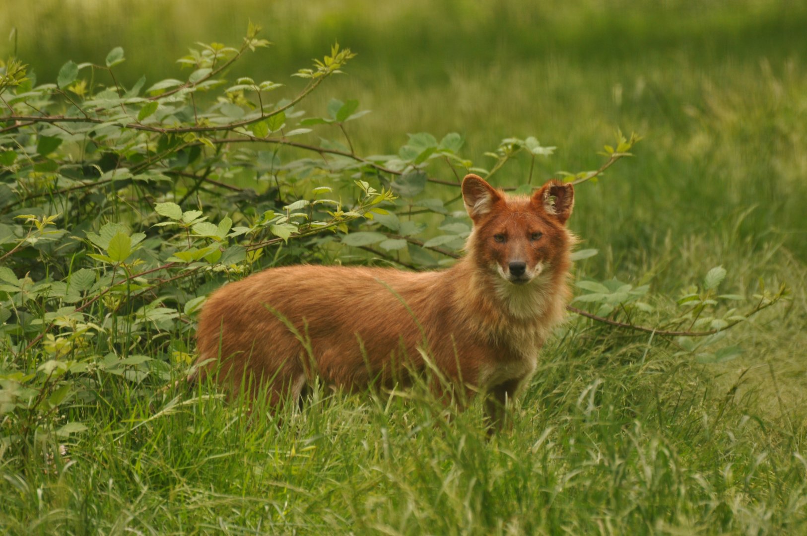 Dhole (Cuon alpinus)