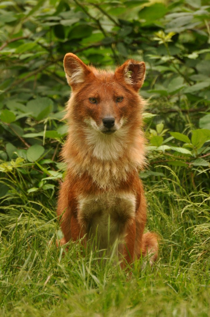 Dhole (Cuon alpinus)