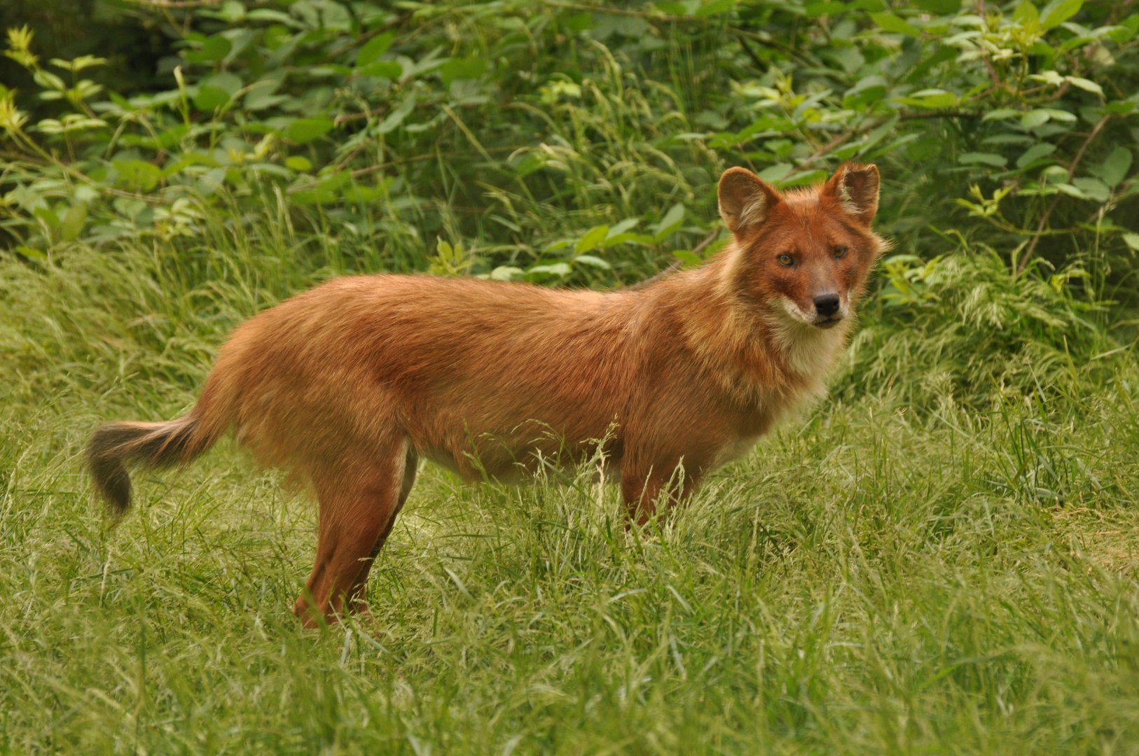 Dhole (Cuon alpinus)