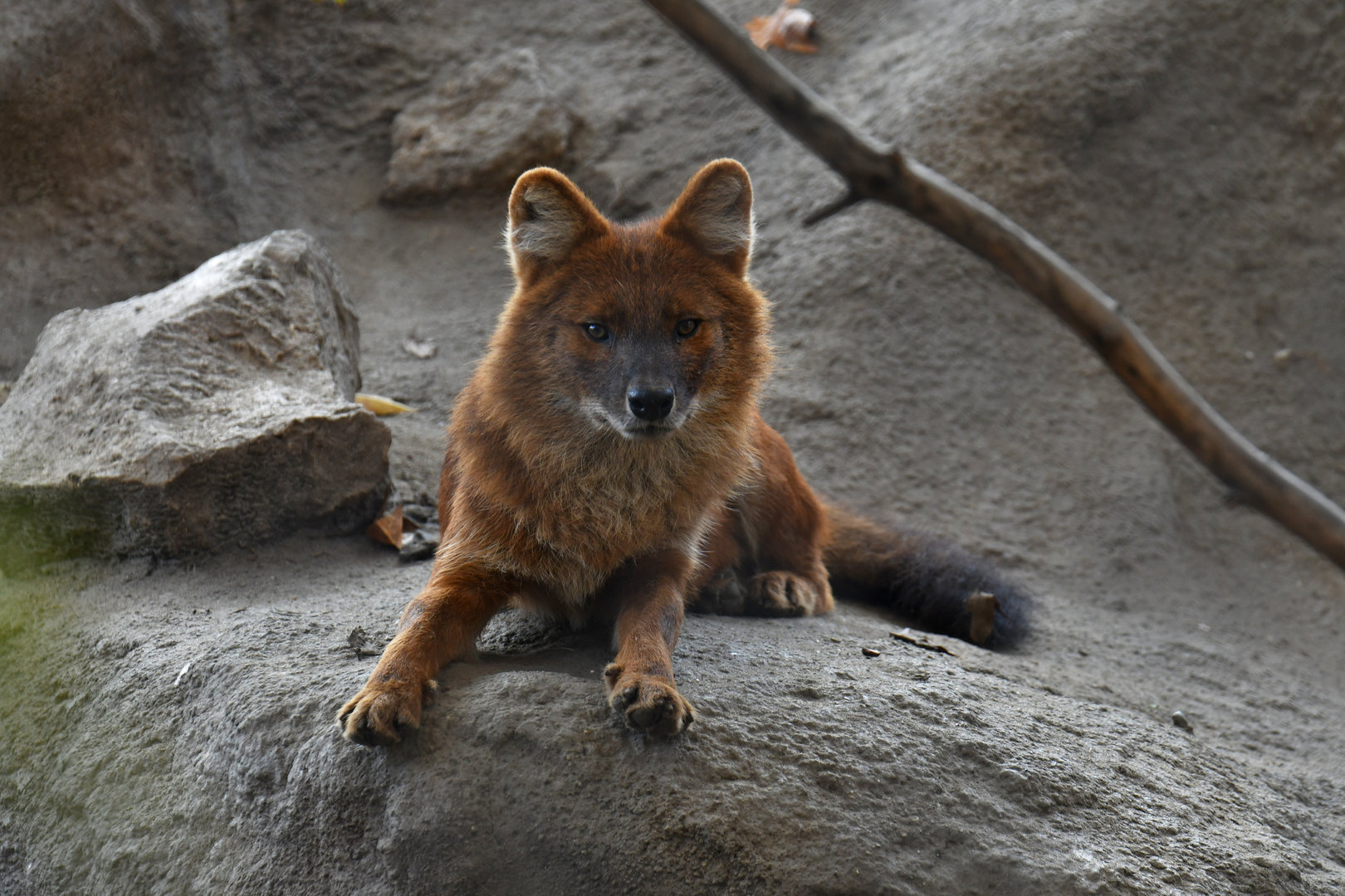 Dhole Cuon alpinus