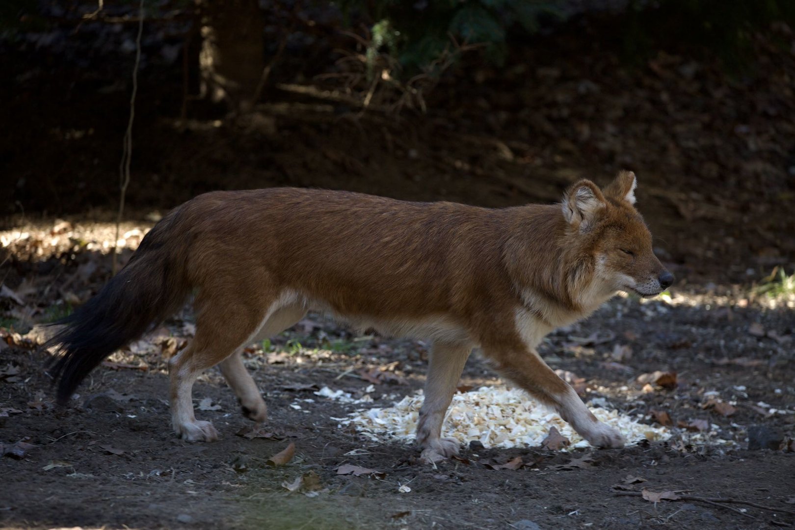 Dhole/ Cuon alpinus