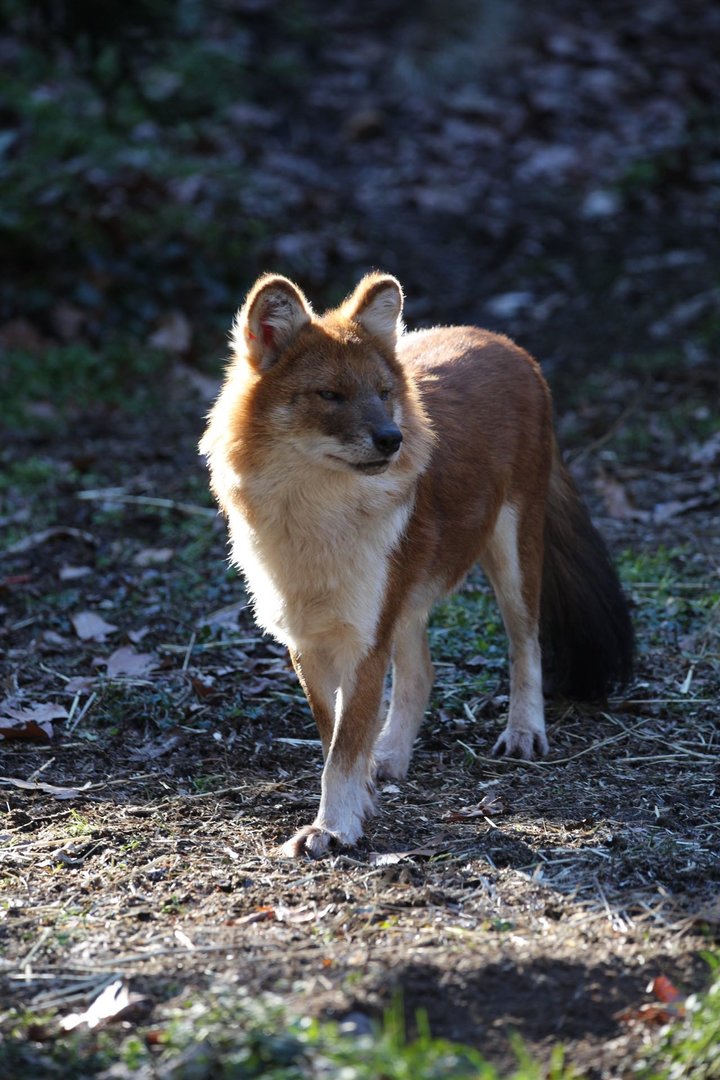 Dhole/ Cuon alpinus