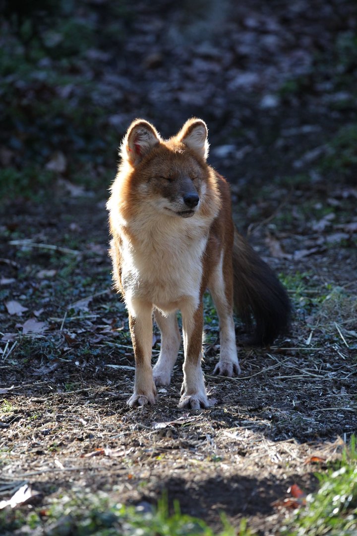Dhole/ Cuon alpinus