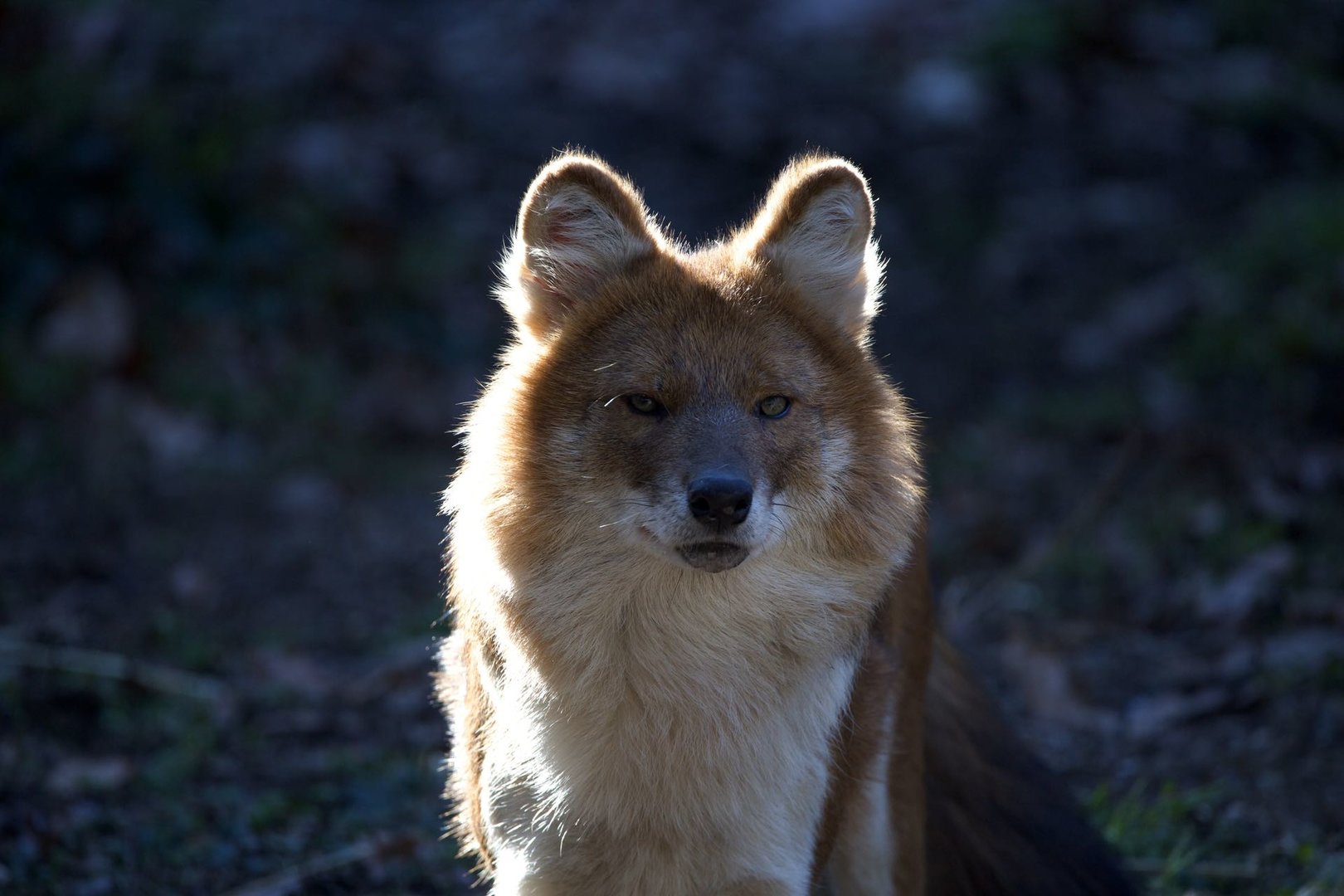 Dhole/ Cuon alpinus
