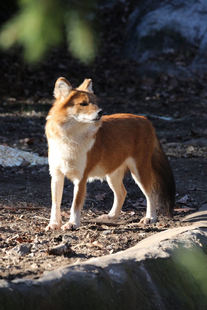 Dhole/ Cuon alpinus