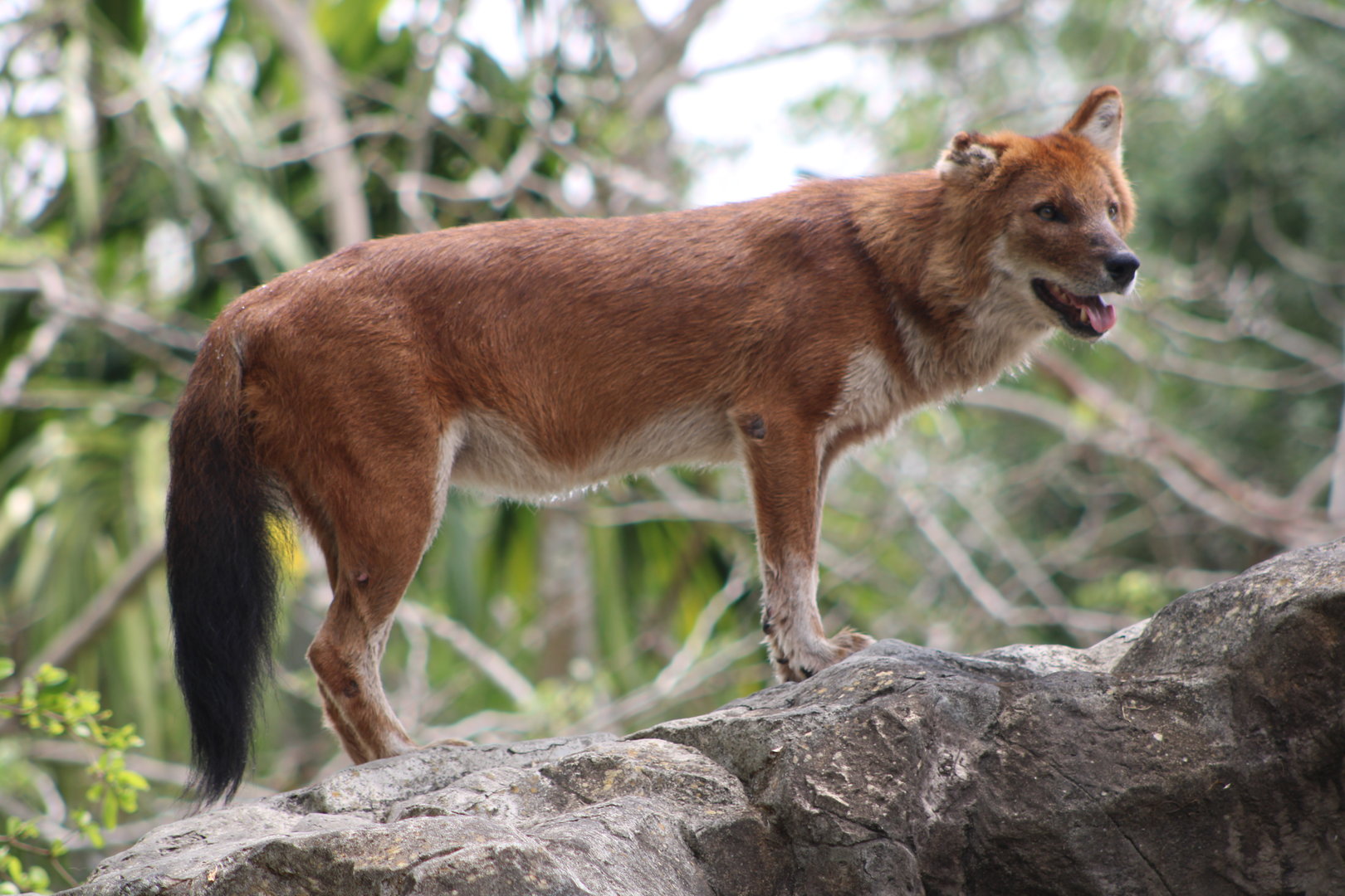 Dhole (Cuon alpinus)