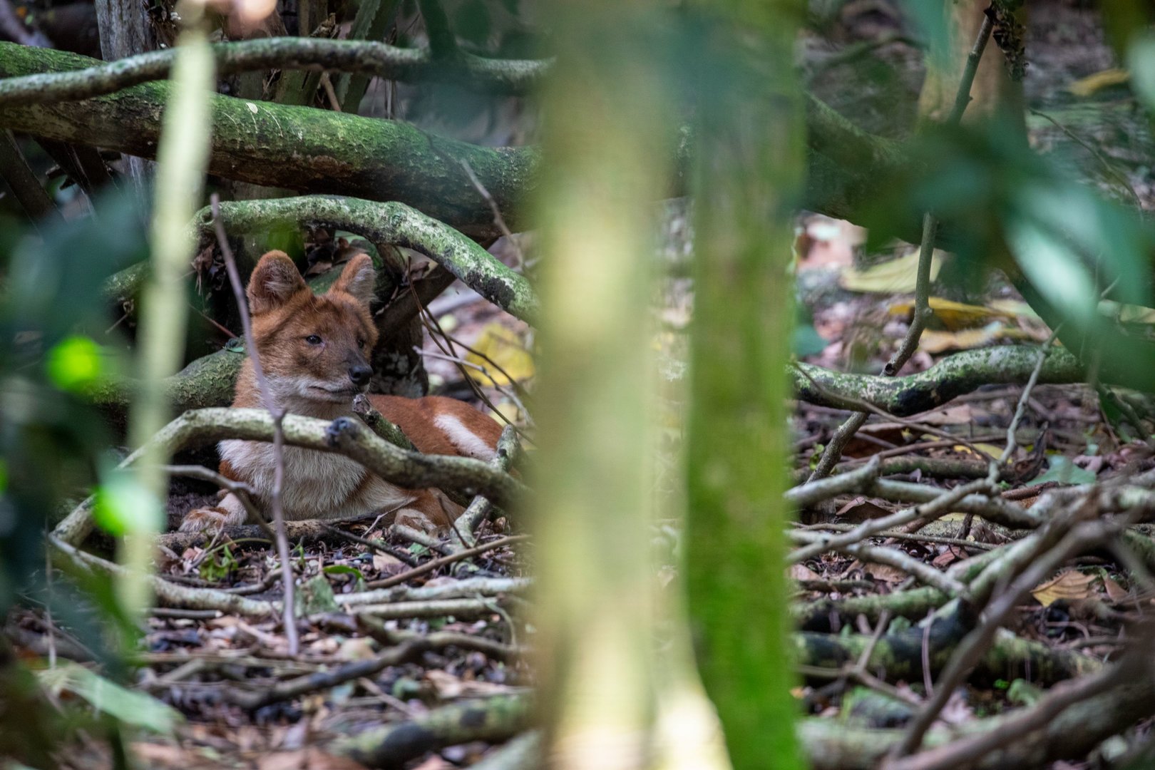 dhole (Cuon alpinus)