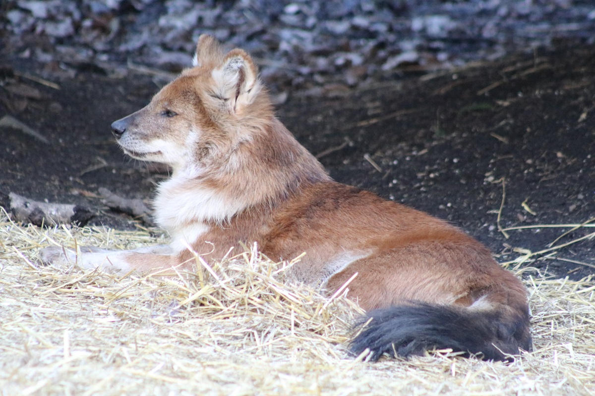 Dhole (Cuon alpinus)