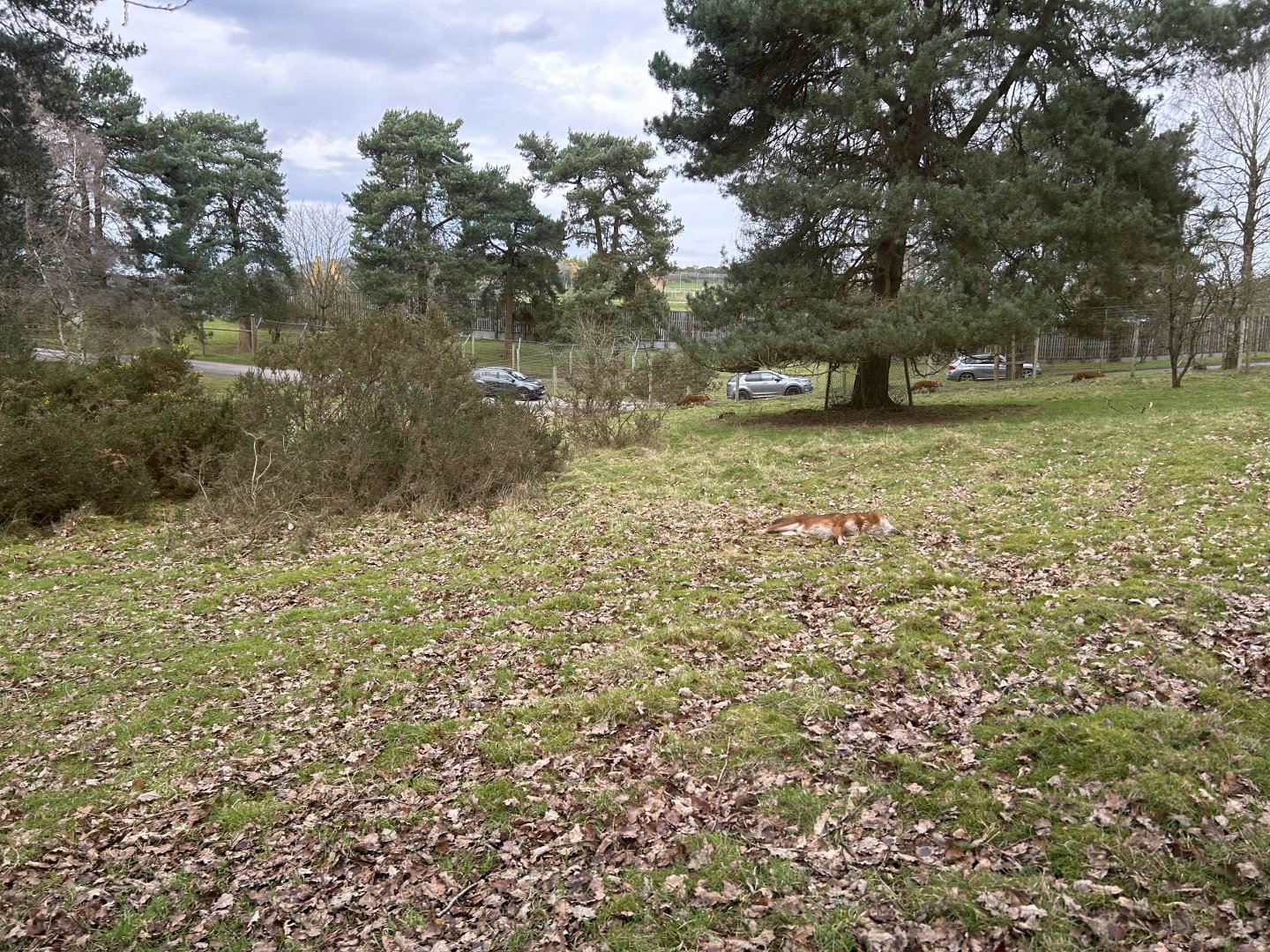 Dhole, (Cuon alpinus)