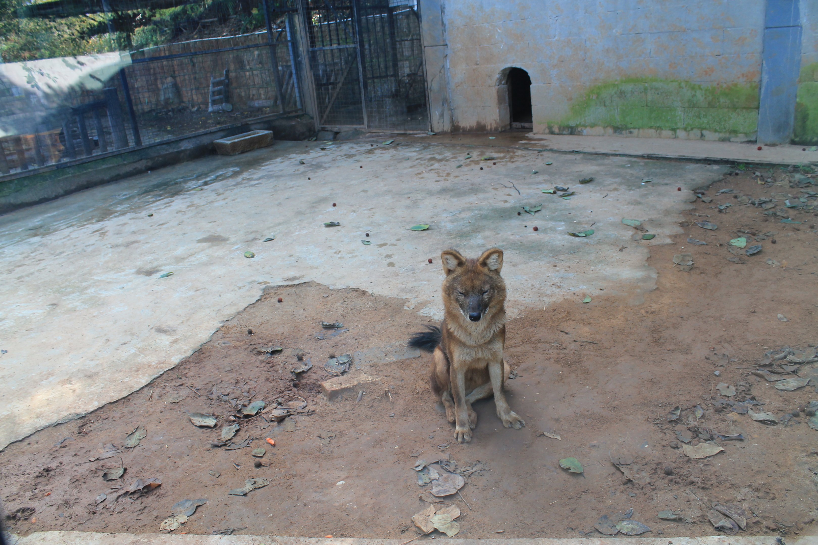 Dhole (Cuon alpinus)