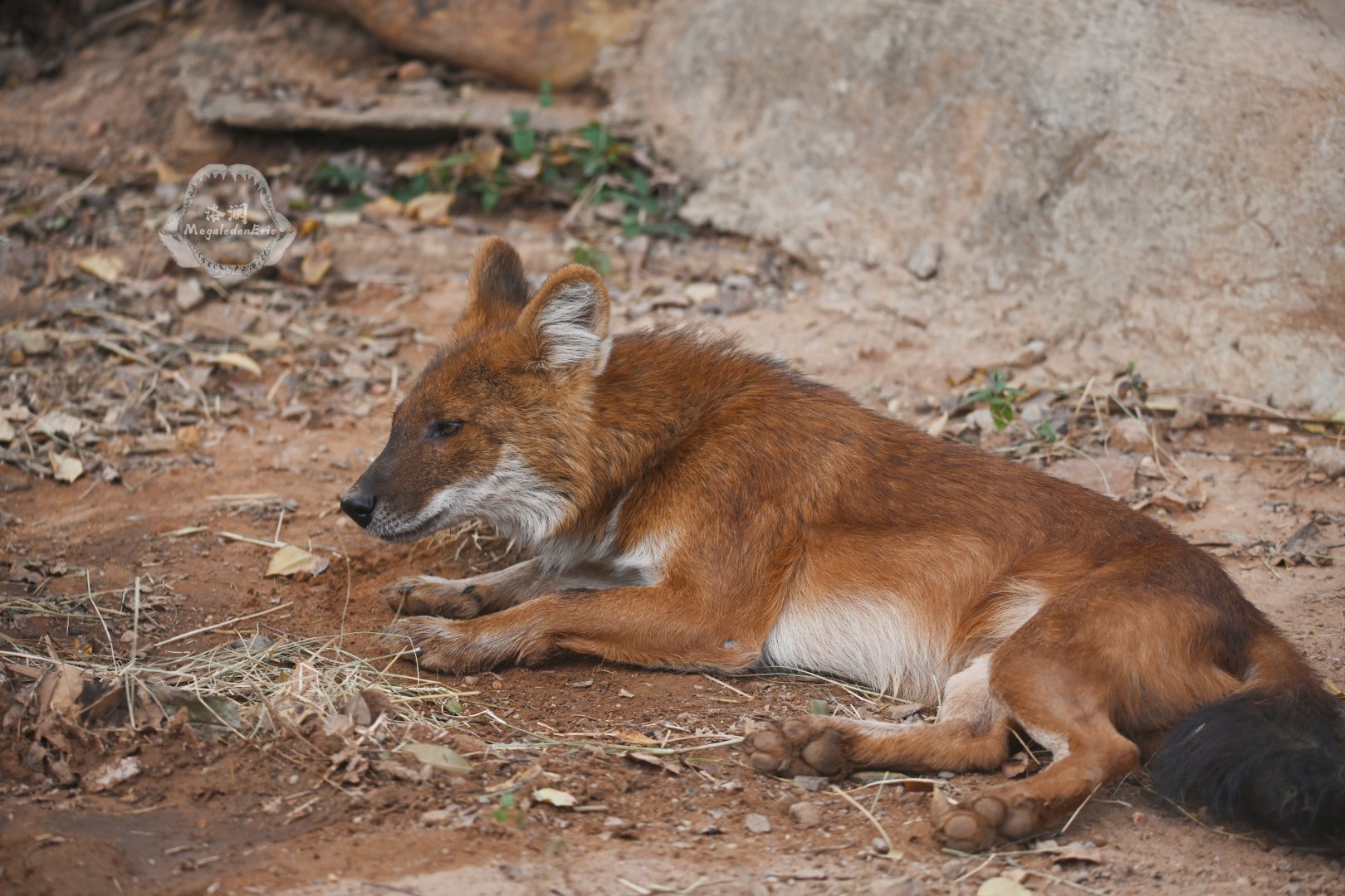 Dhole/Cuon alpinus