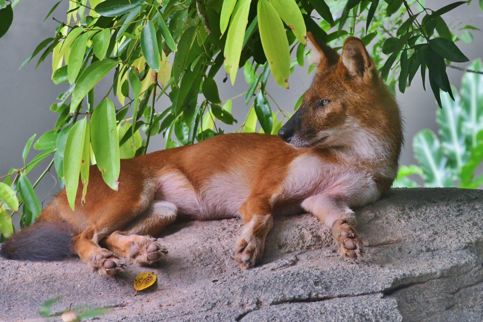 Dhole (Cuon alpinus)