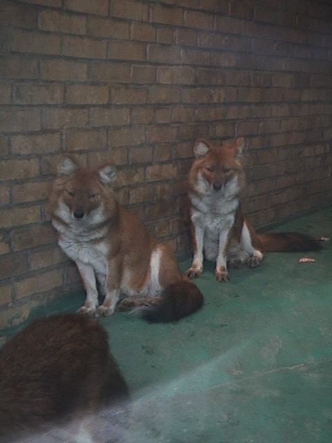 Dhole Dresden Zoo