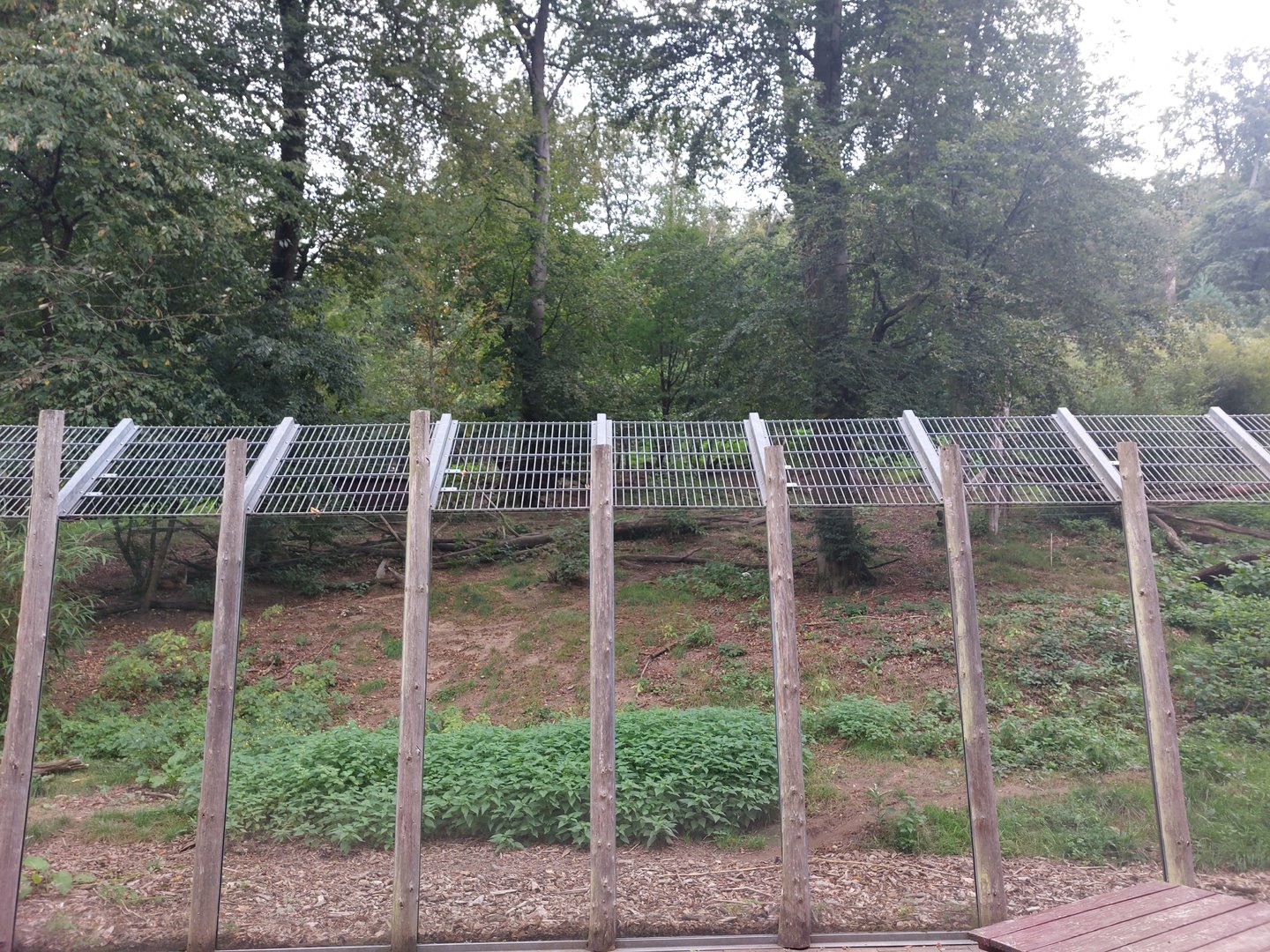 Dhole enclosure - lower view