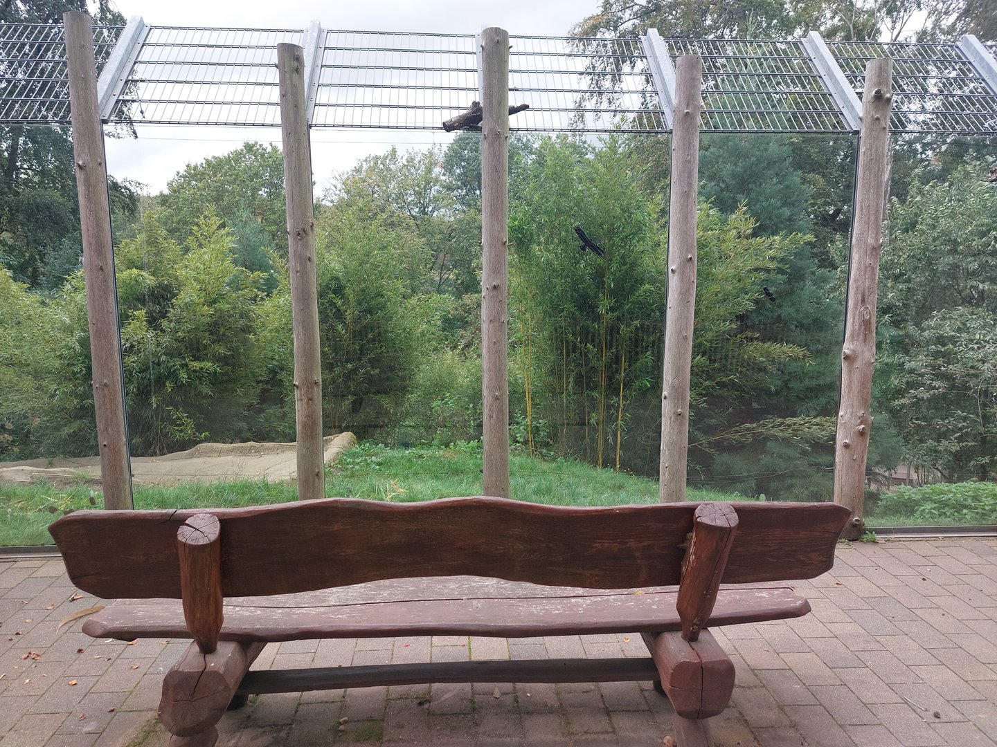 Dhole enclosure - upper view