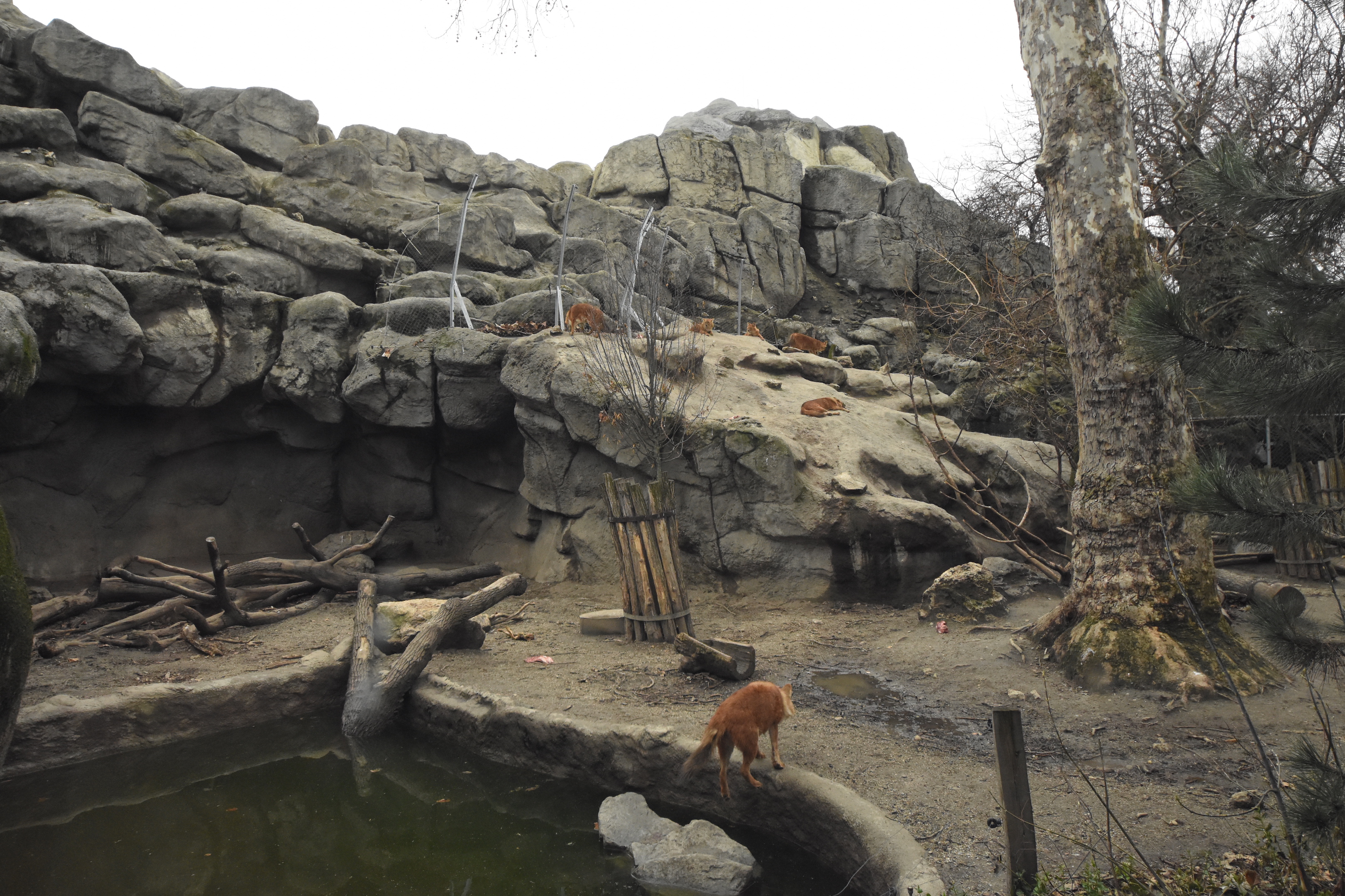 Dhole enclosure