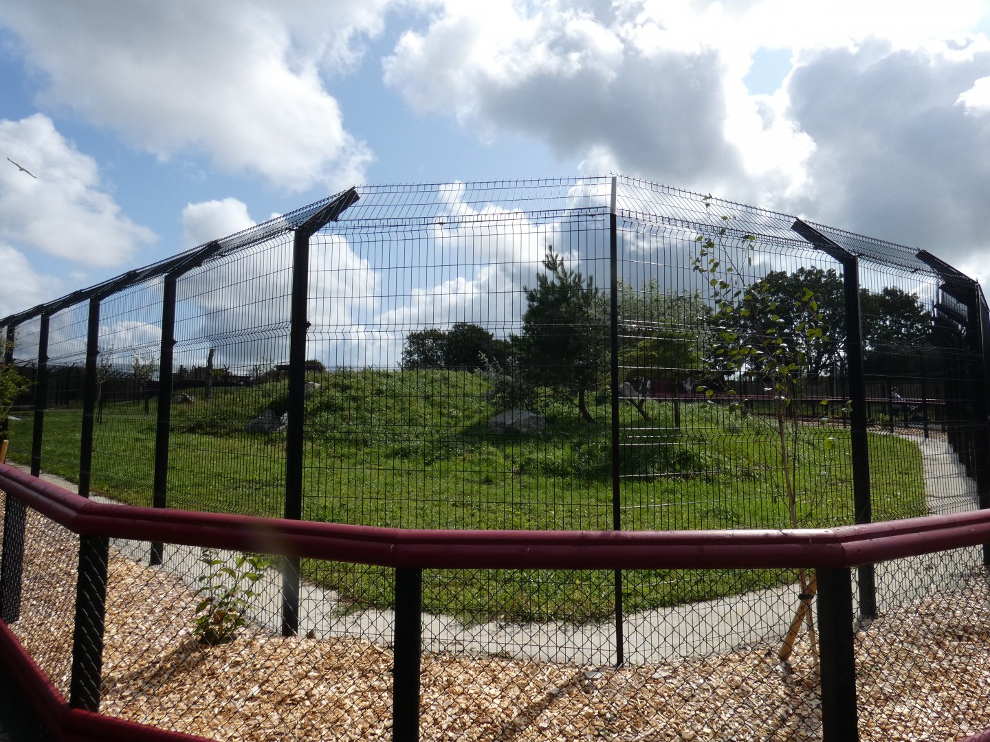 Dhole enclosure
