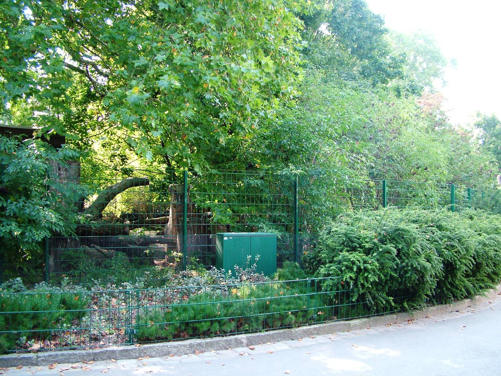 Dhole Exhibit at Dresden, 29/08/12