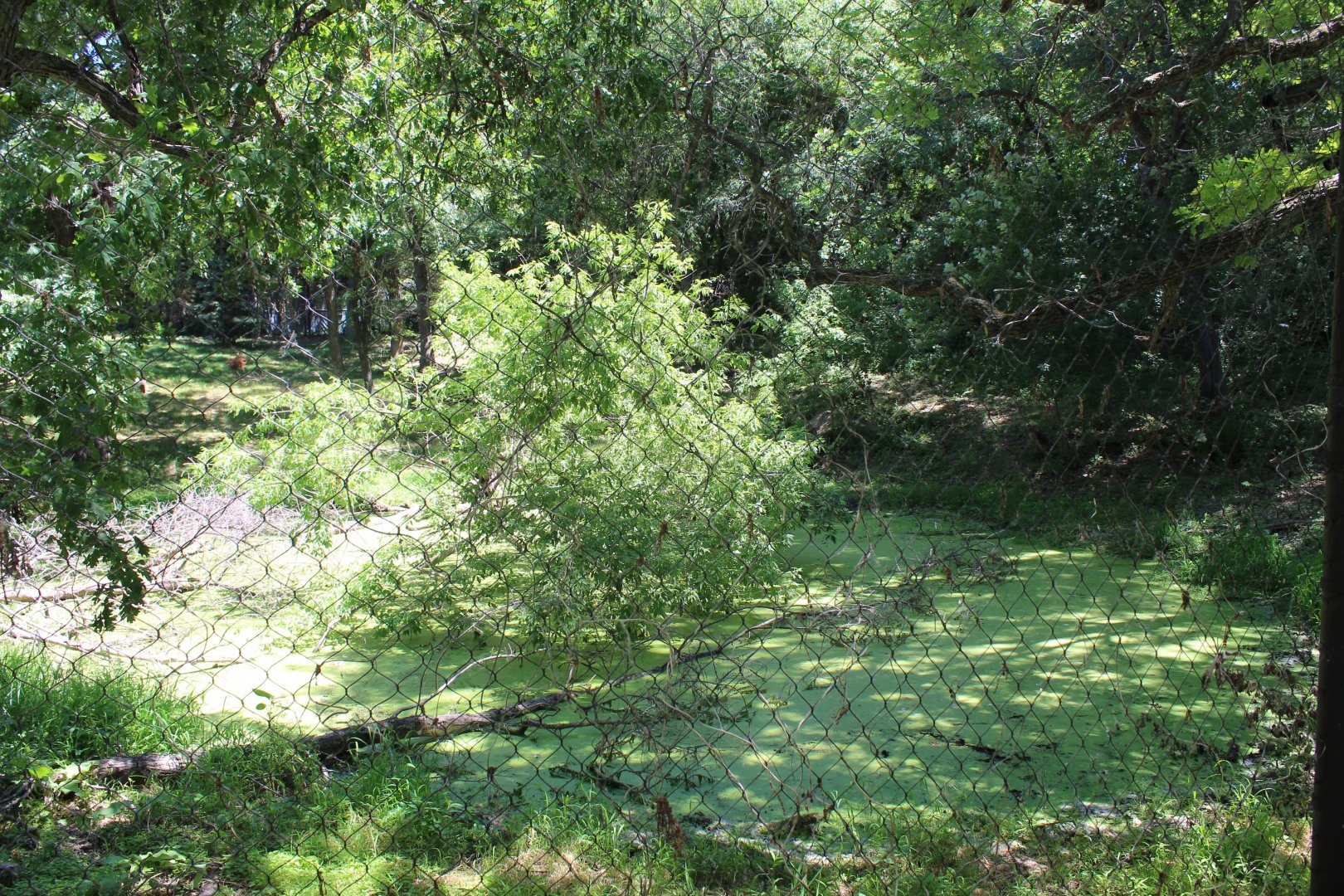 Dhole Exhibit - Northern Trail