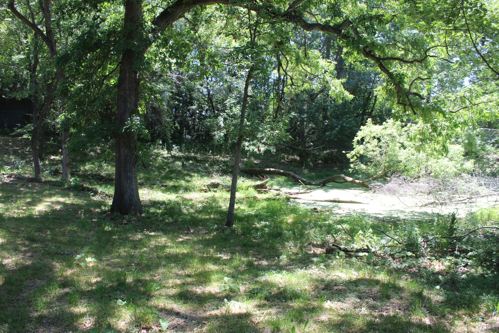 Dhole Exhibit - Northern Trail