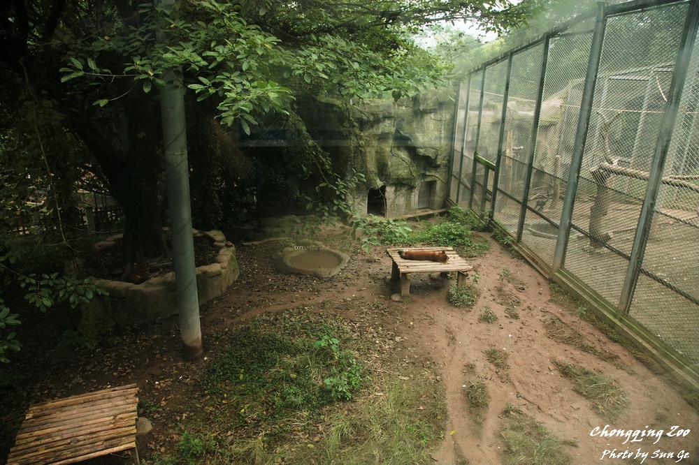 Dhole Exhibit