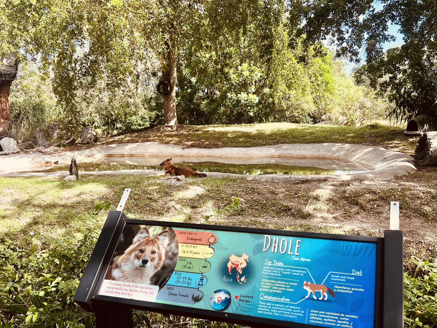 Dhole Exhibit