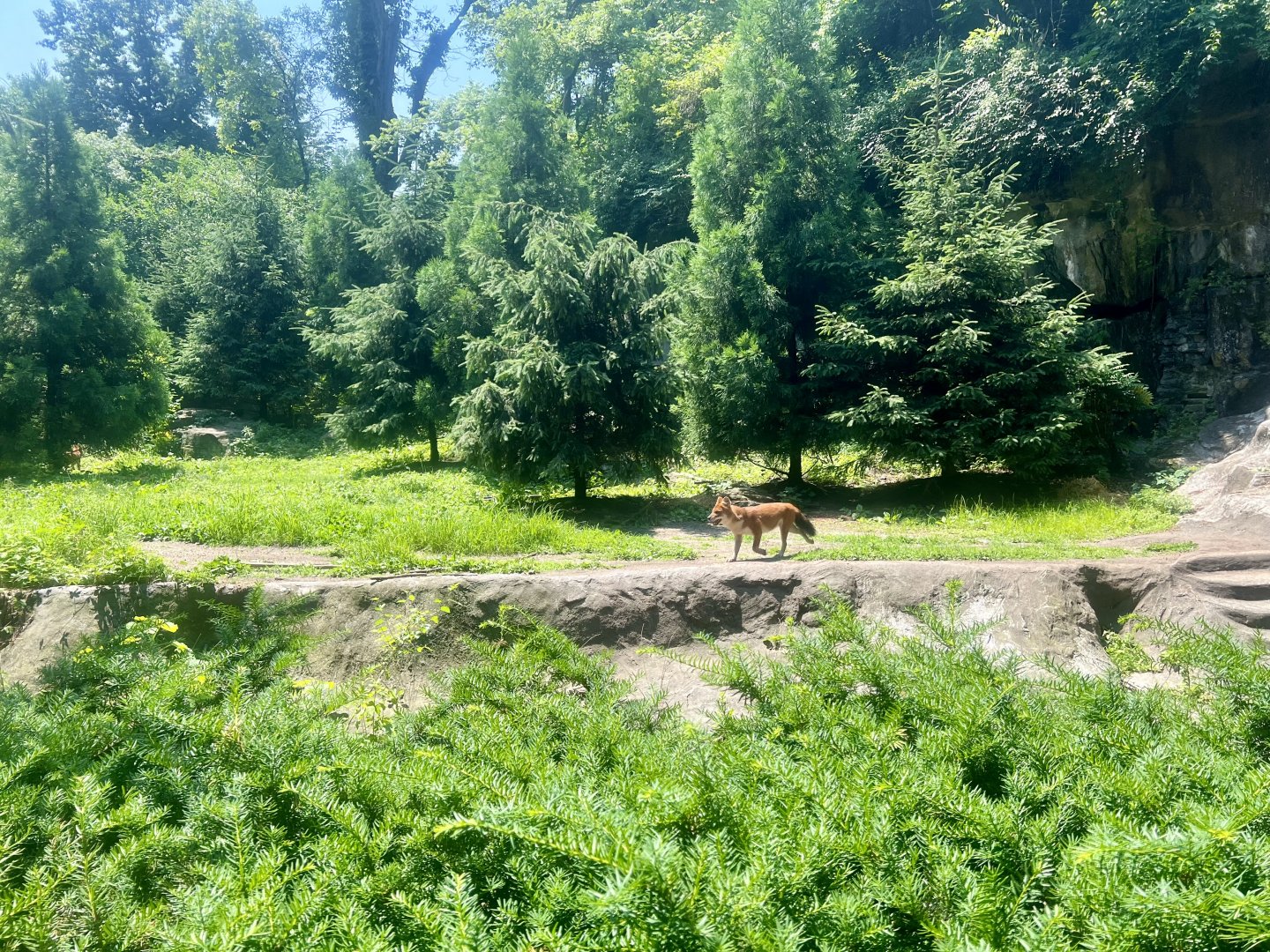 Dhole Exhibit