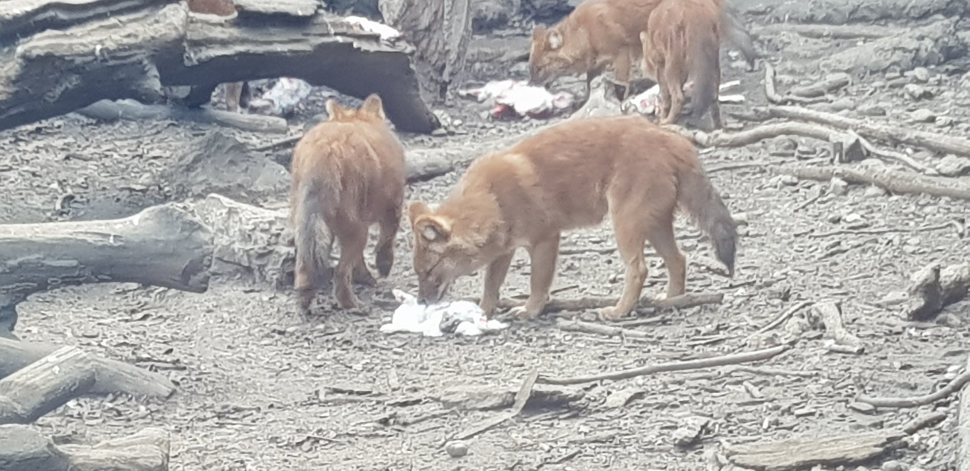 Dhole feeding