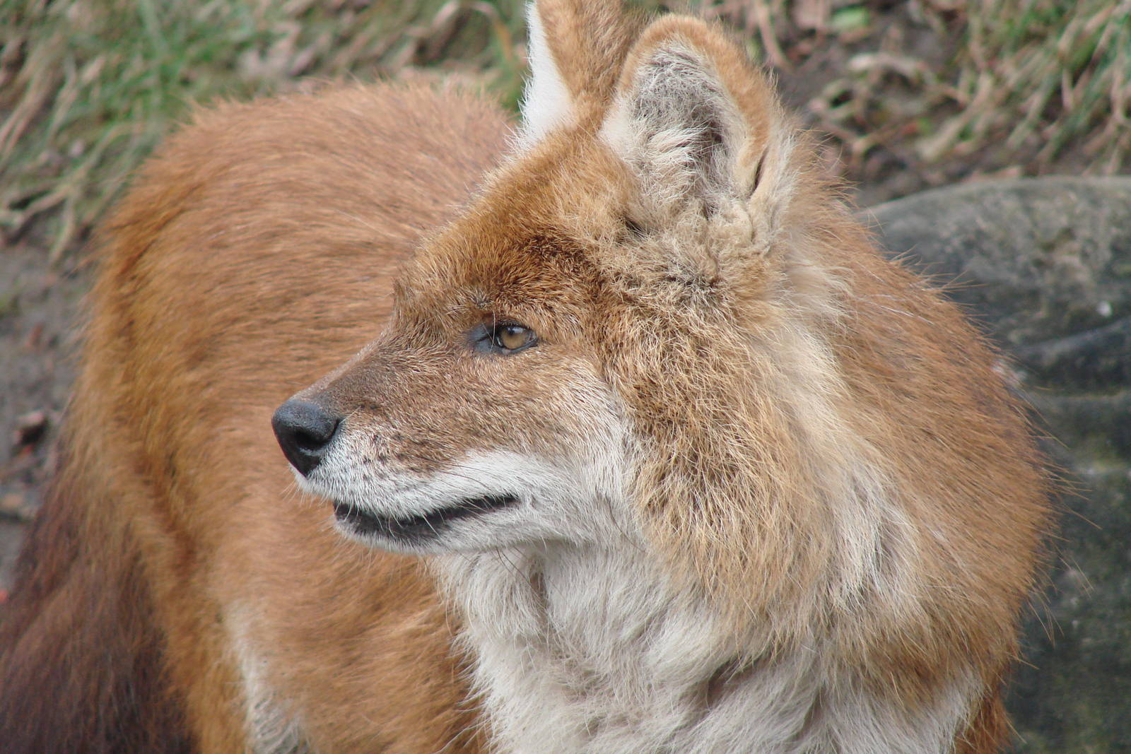 Dhole Girl
