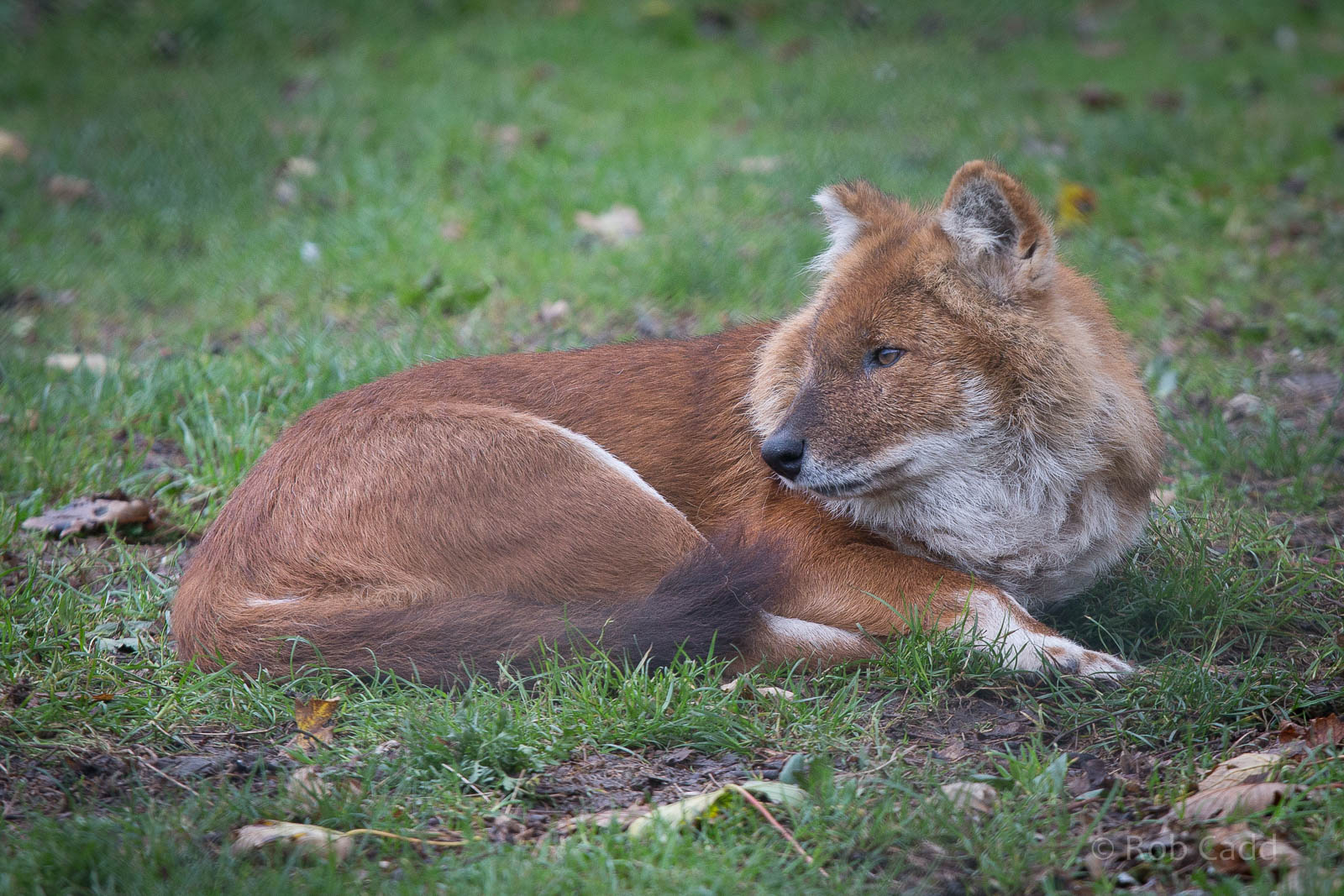 Dhole : Howletts : 14 Oct 2014