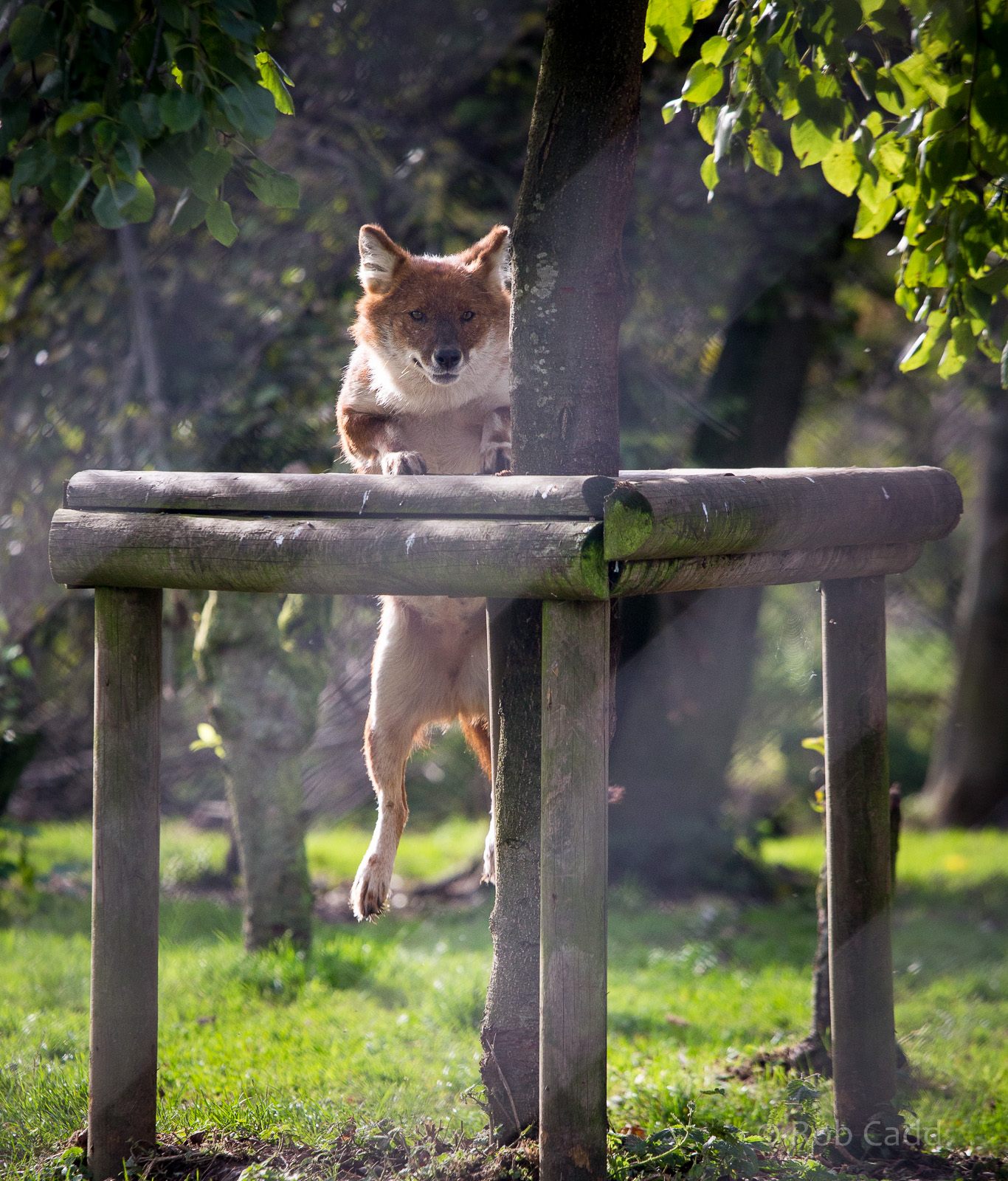 Dhole : Howletts : 16 Oct 2014