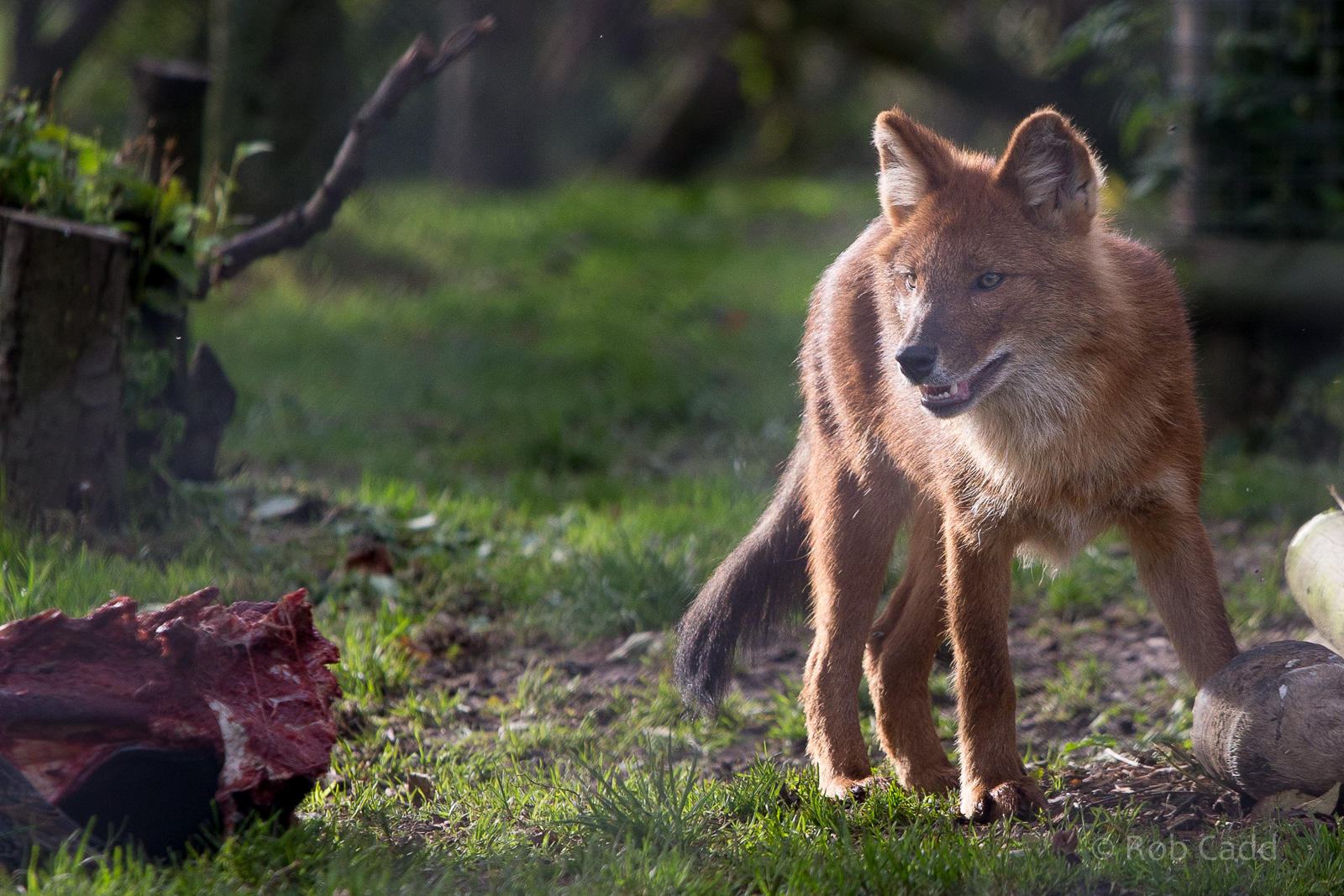 Dhole : Howletts : 16 Oct 2014