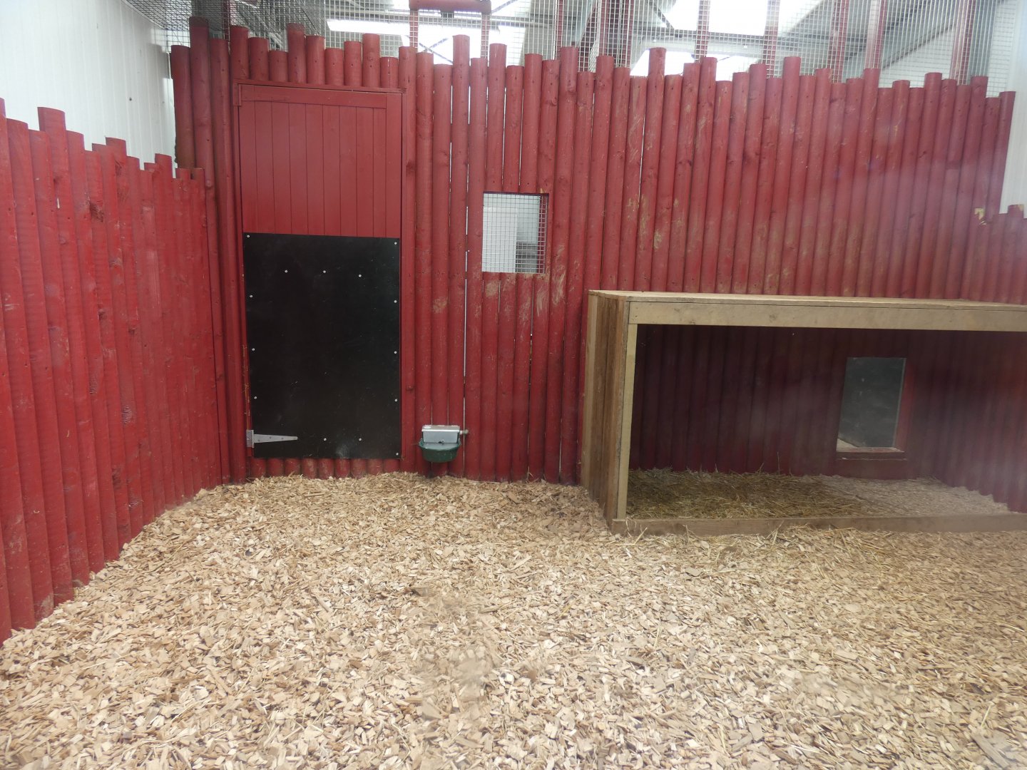 Dhole indoor enclosure