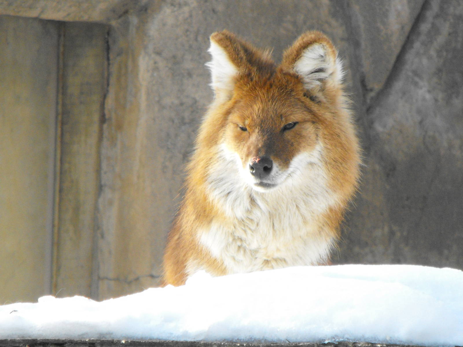 Dhole - Jan 25, 2009