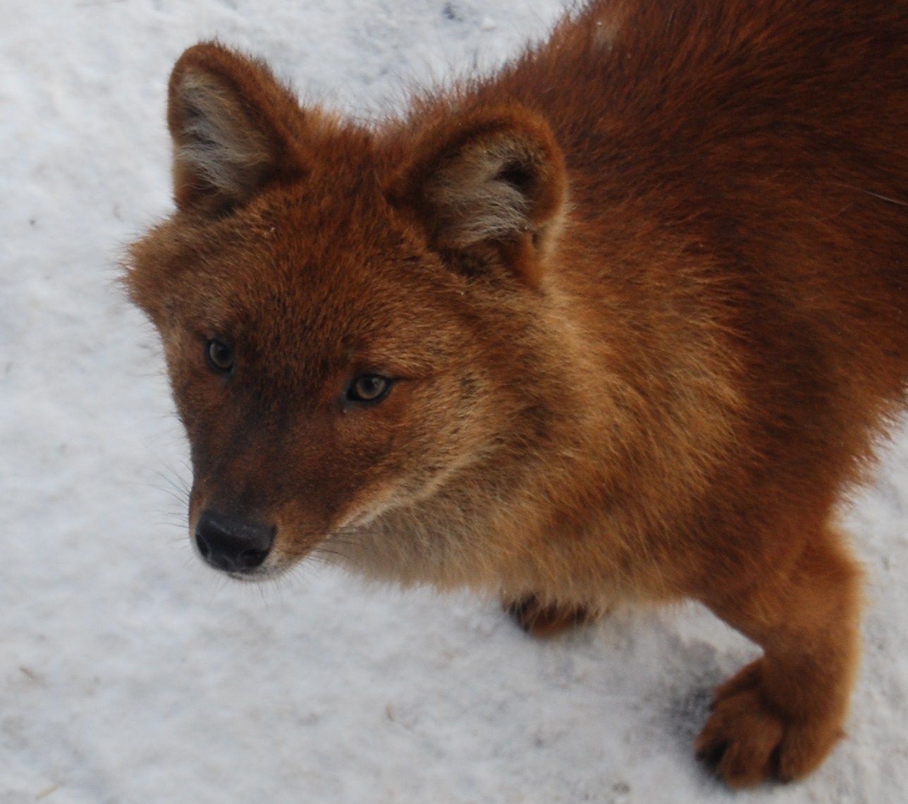 Dhole , Kolmarden Zoo