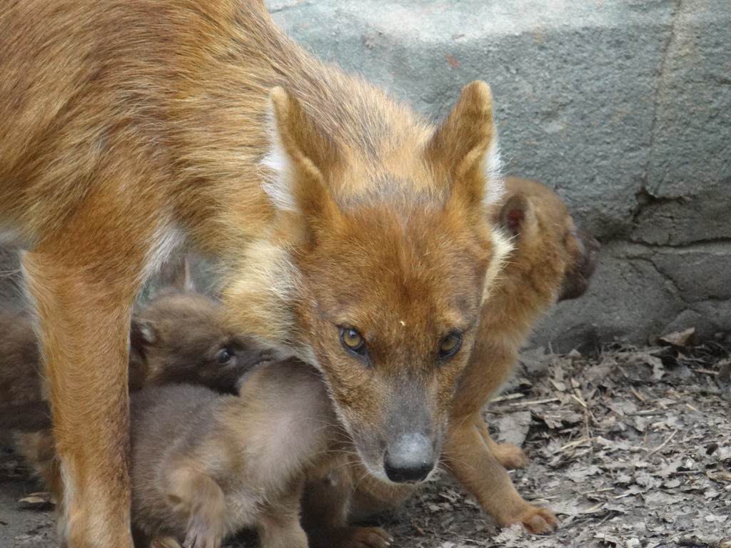 Dhole Mother protecting her pups