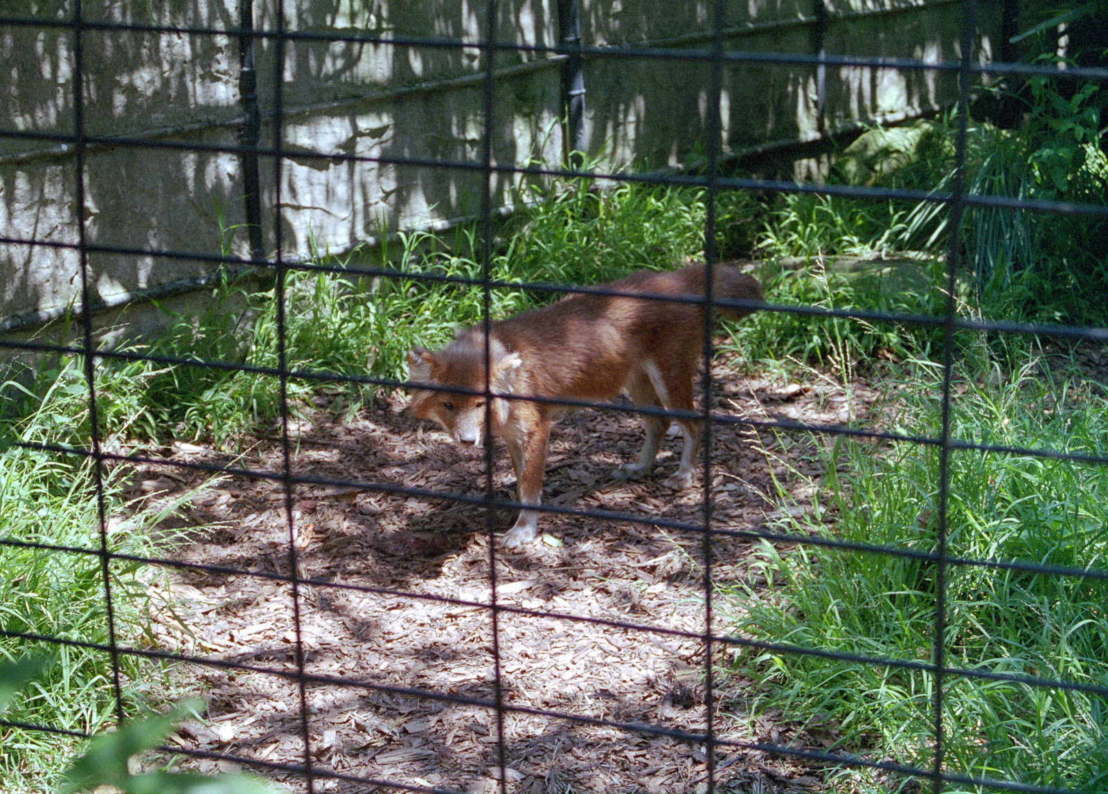 Dhole - Nov 1999
