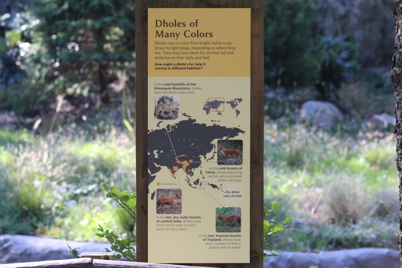 Dhole Pelage Sign