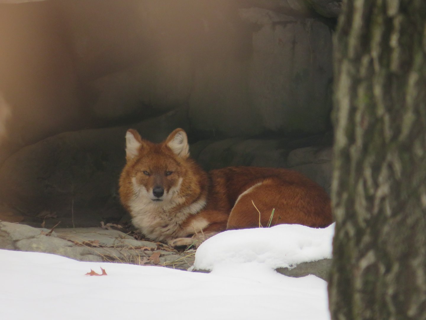 Dhole Portrait