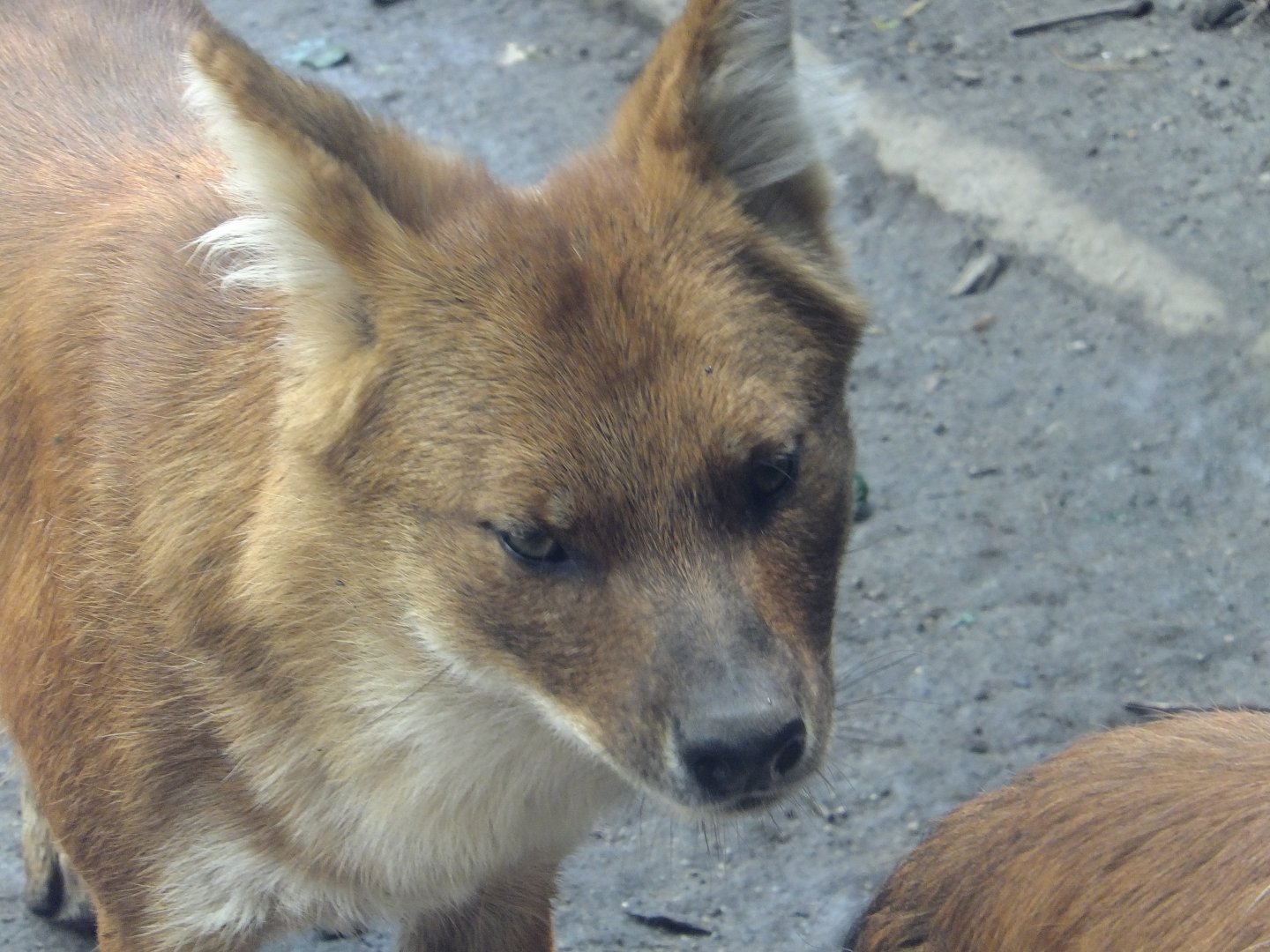 Dhole portrait
