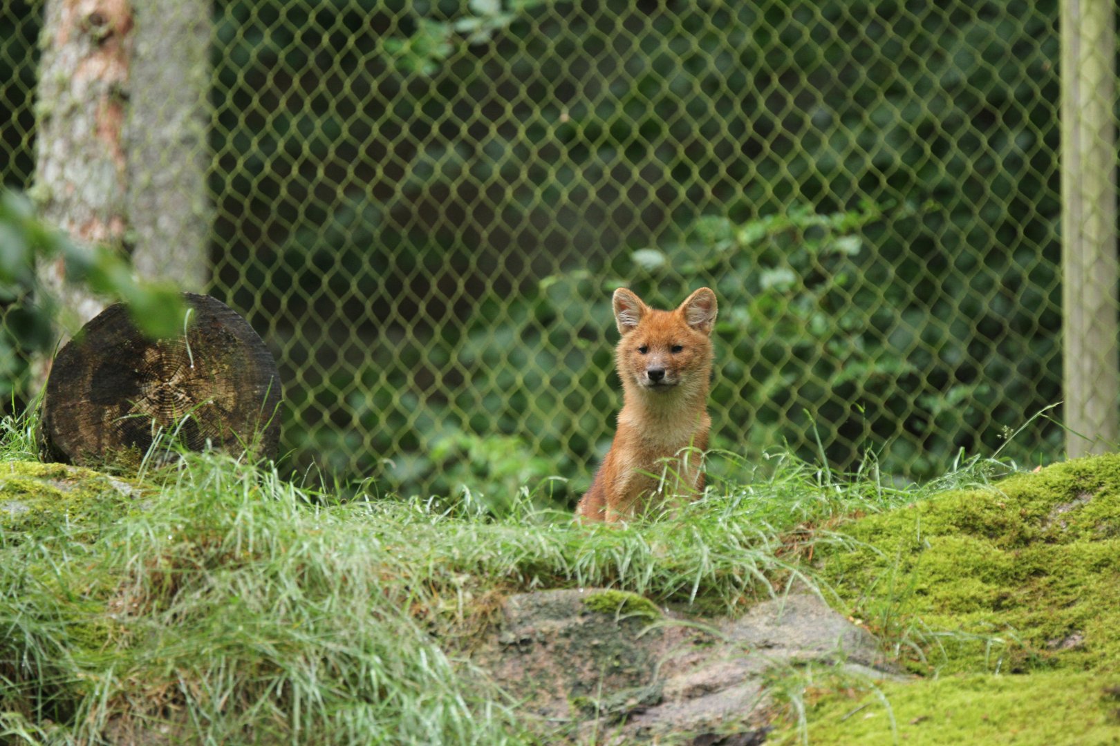 Dhole pup (Cuon alpinus)
