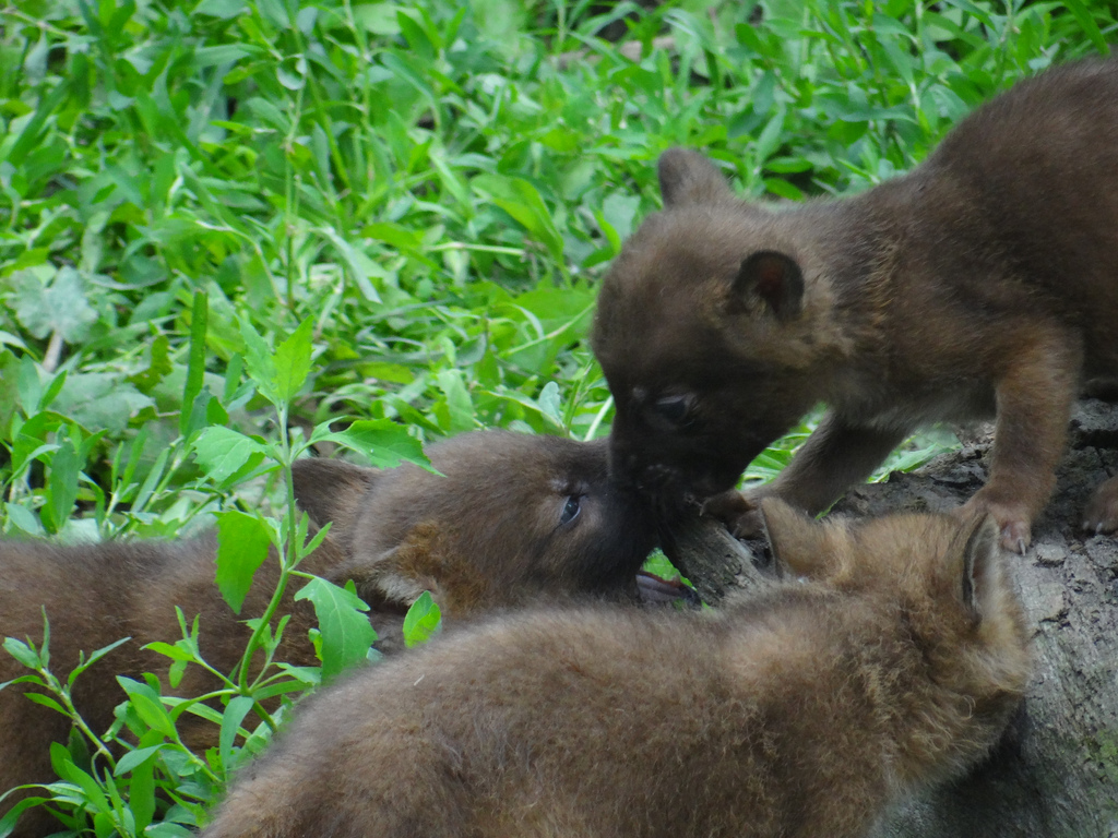 Dhole pups